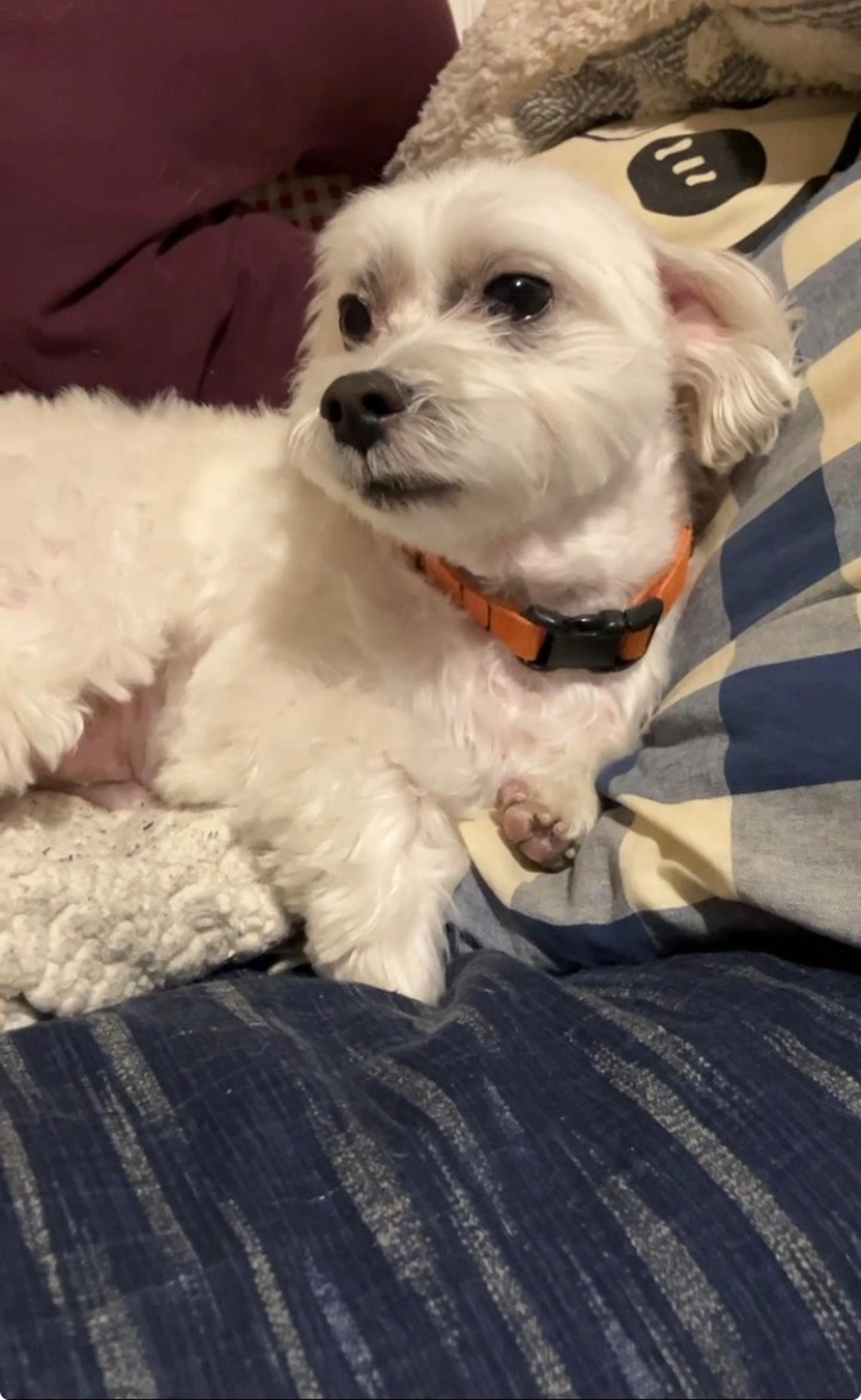 pet-image-3
