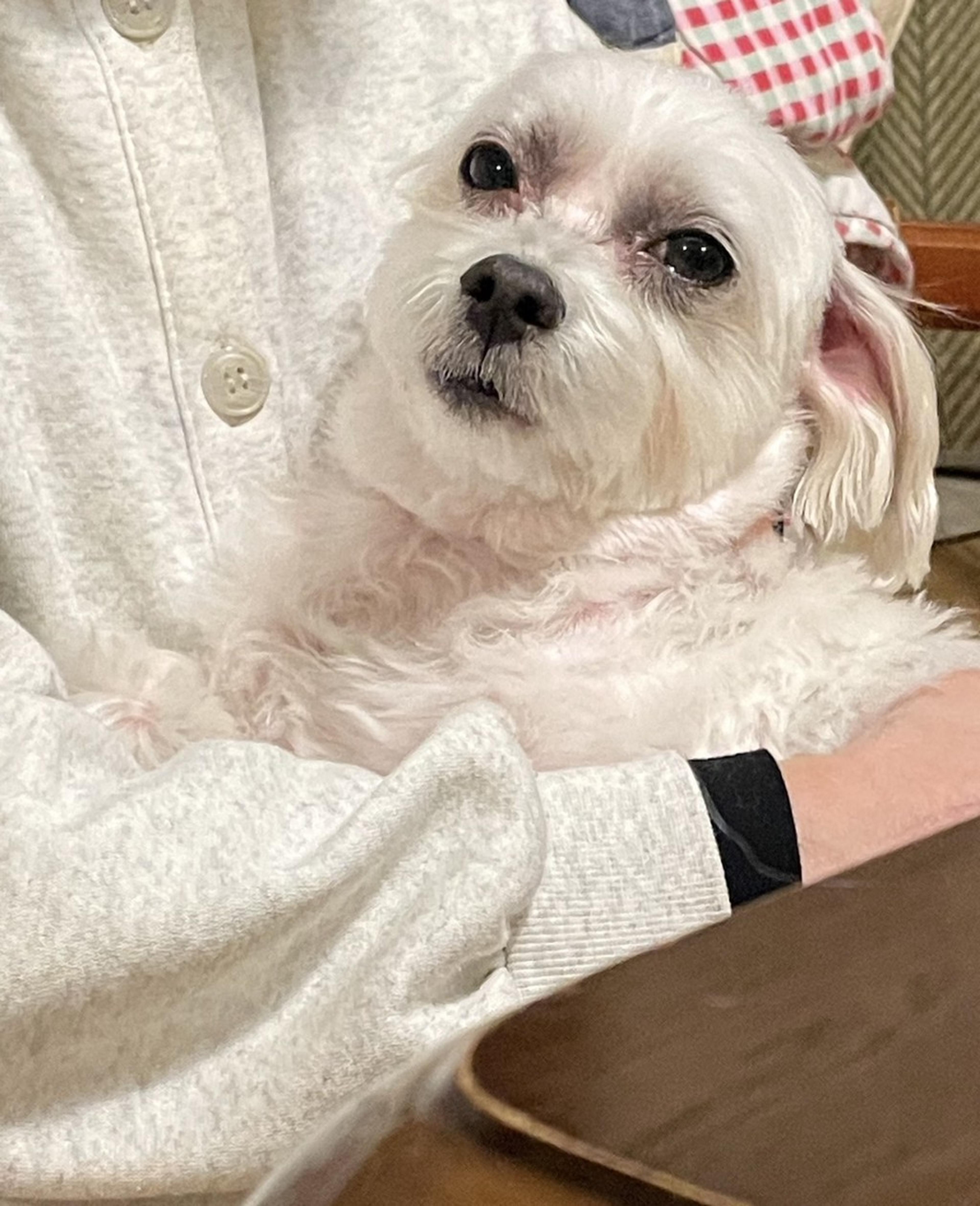 pet-image-4