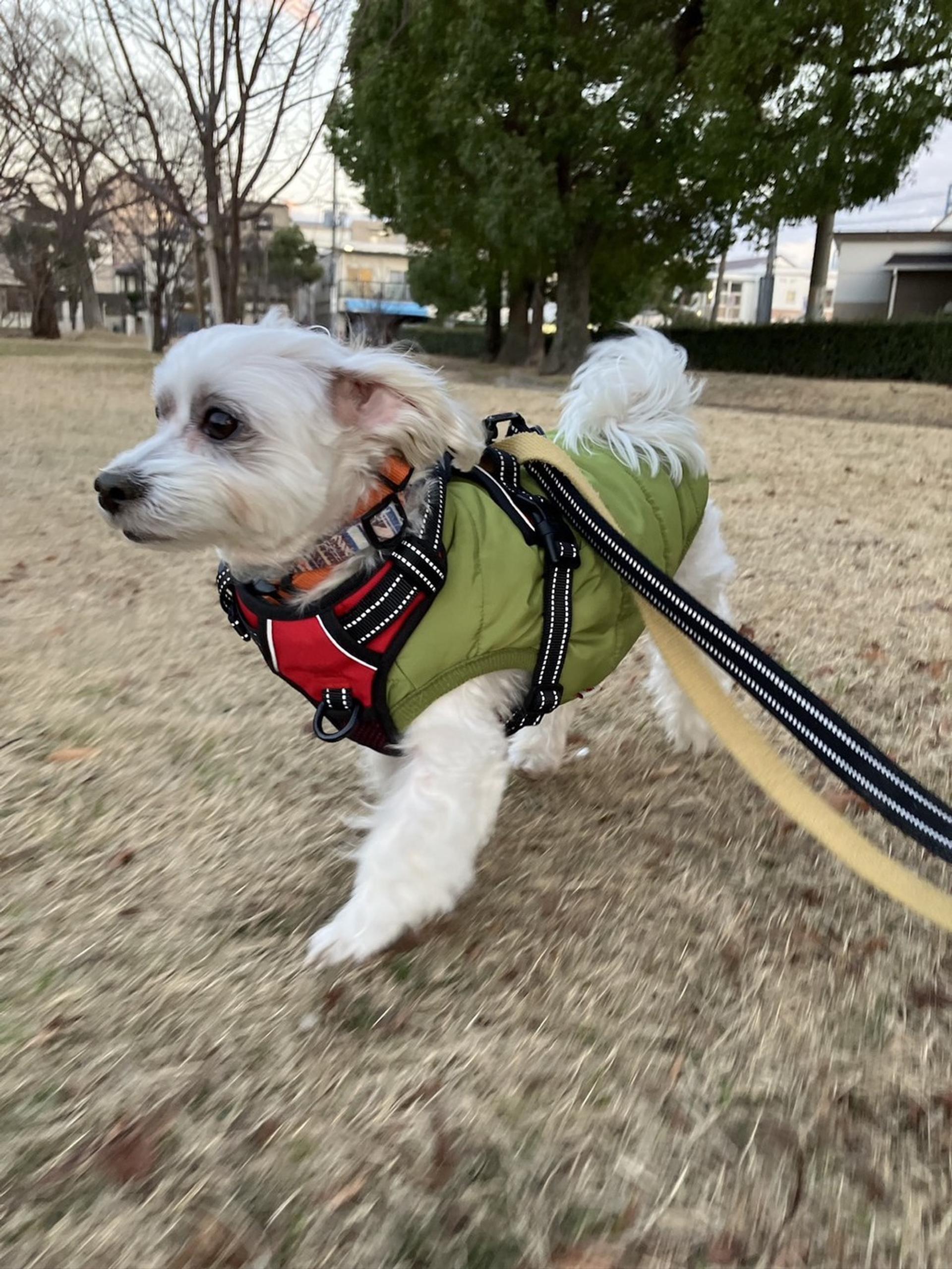 pet-image-5