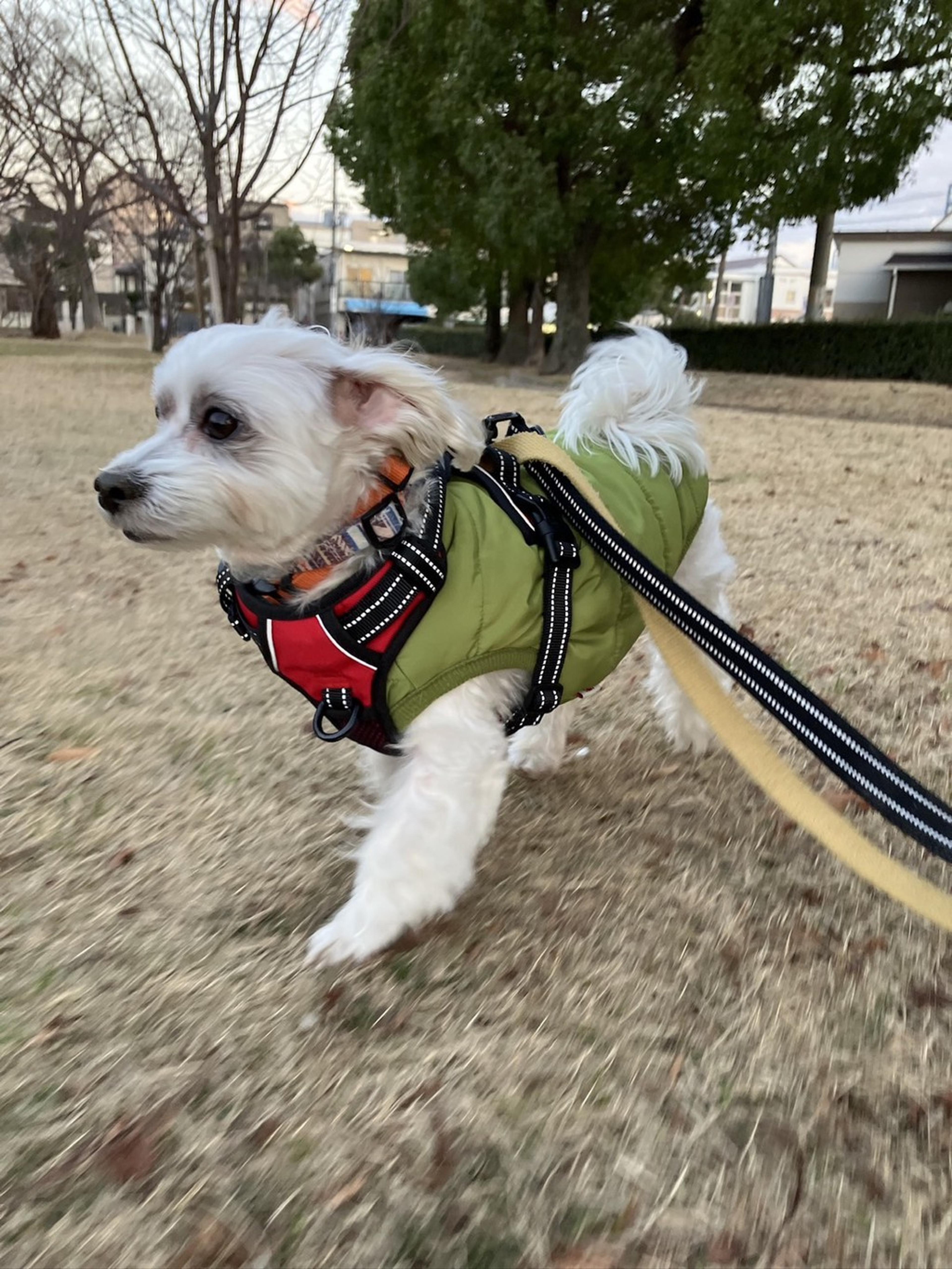 pet-image-5