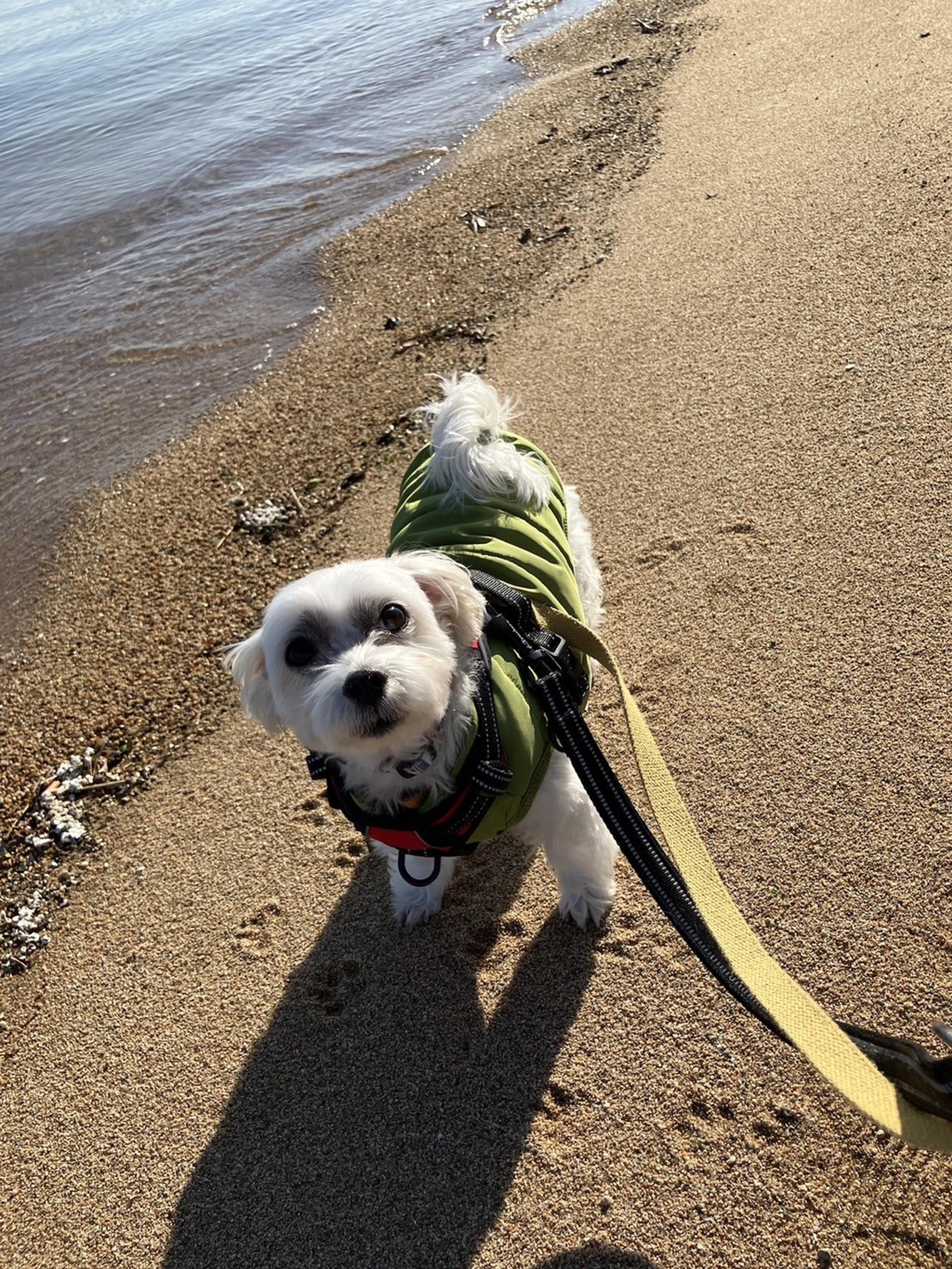 pet-image-6