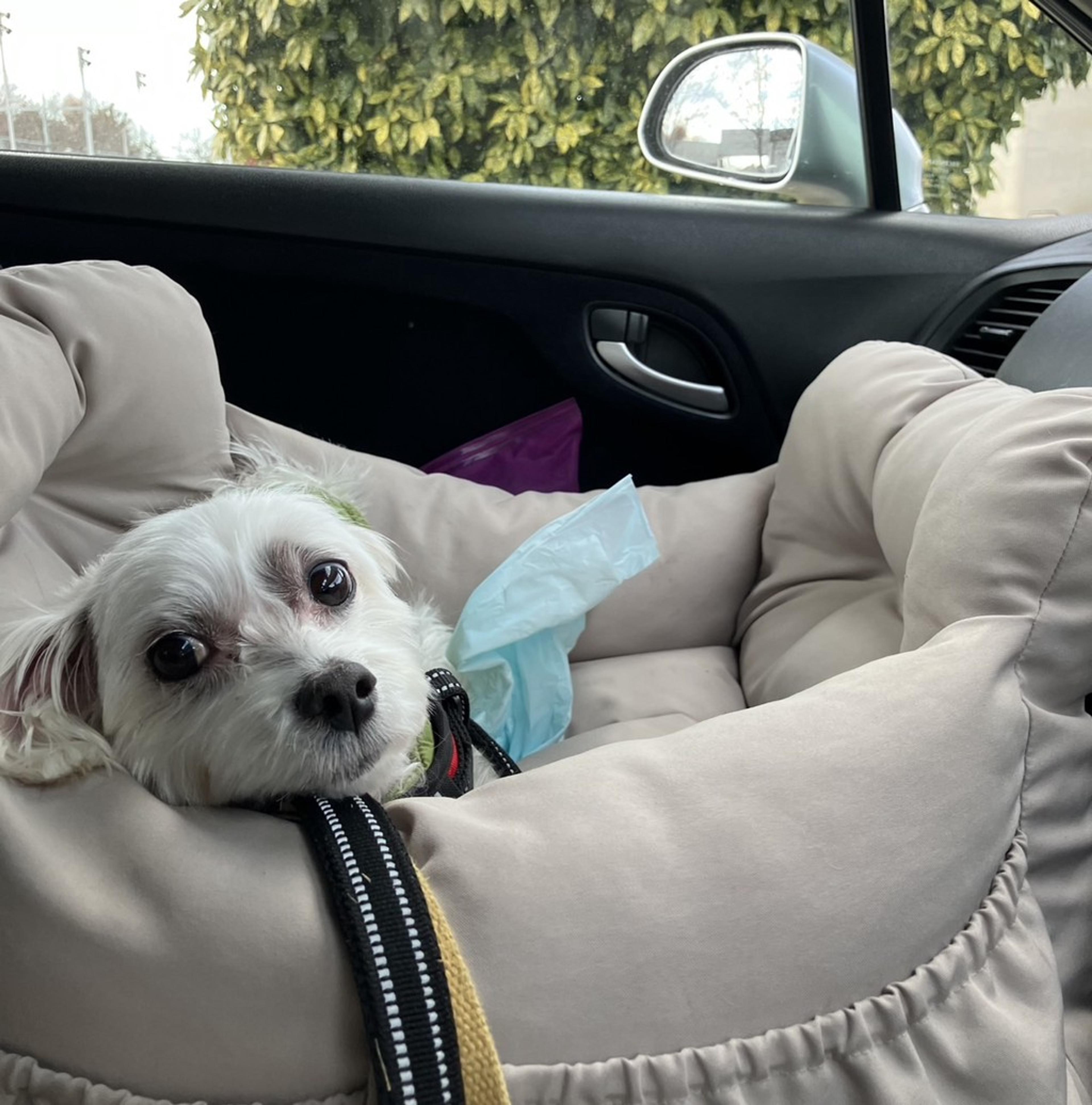pet-image-7