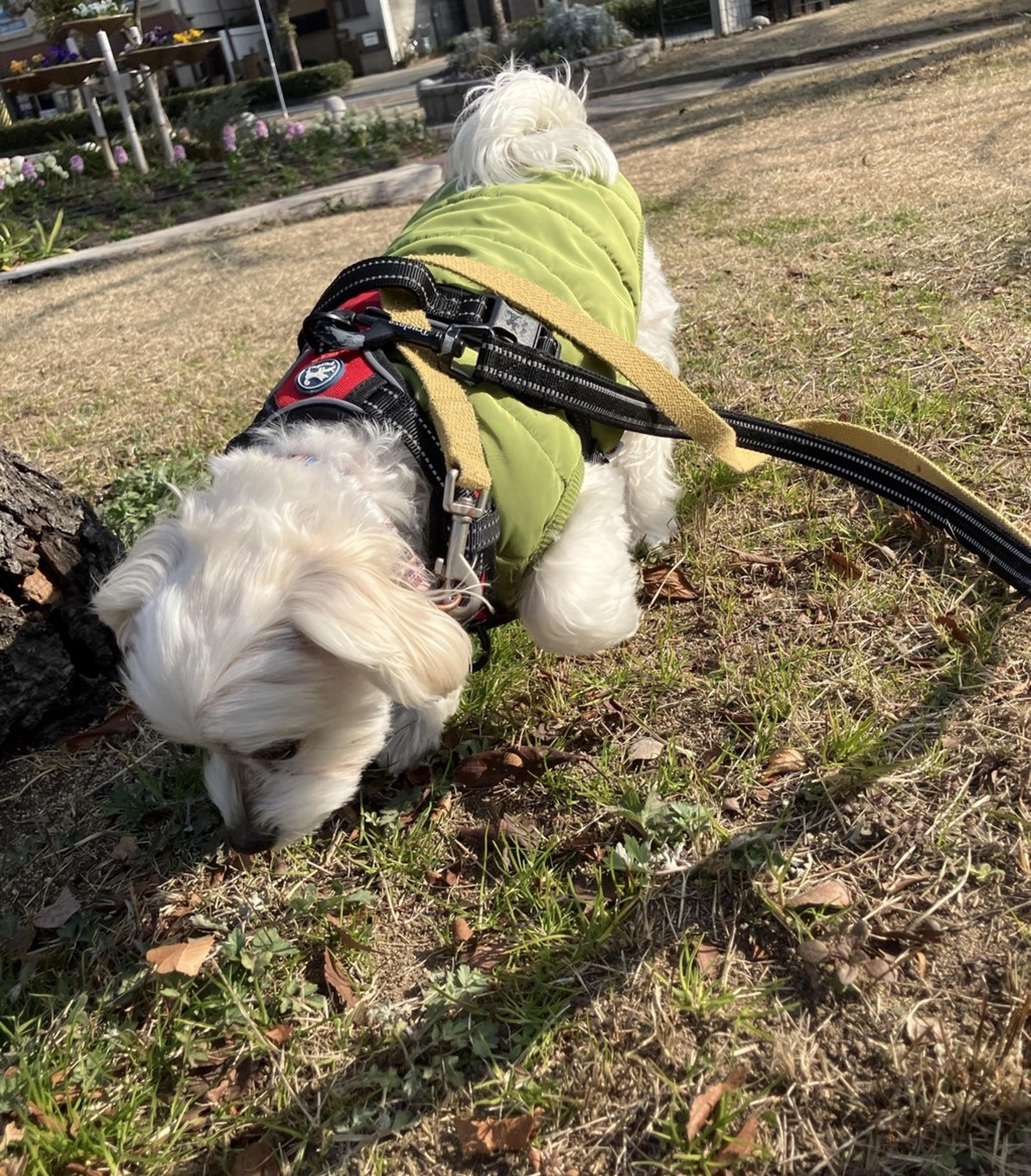 pet-image-8
