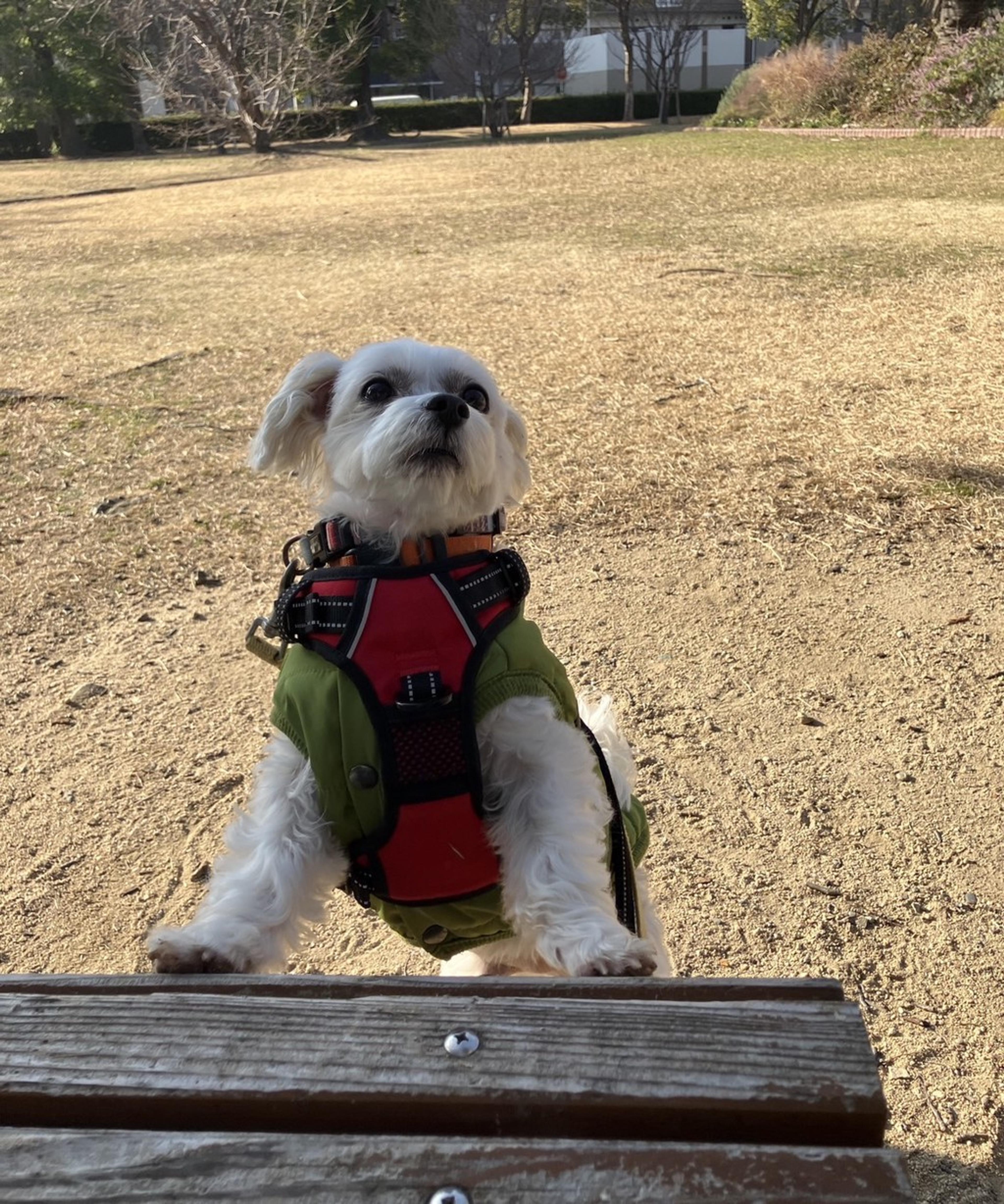 pet-image-9