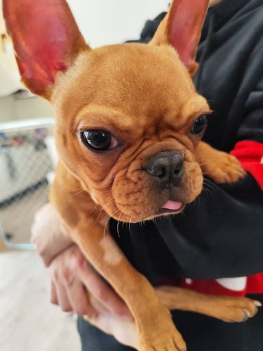 フレンチ・ブルドッグ・オスの里親募集の写真