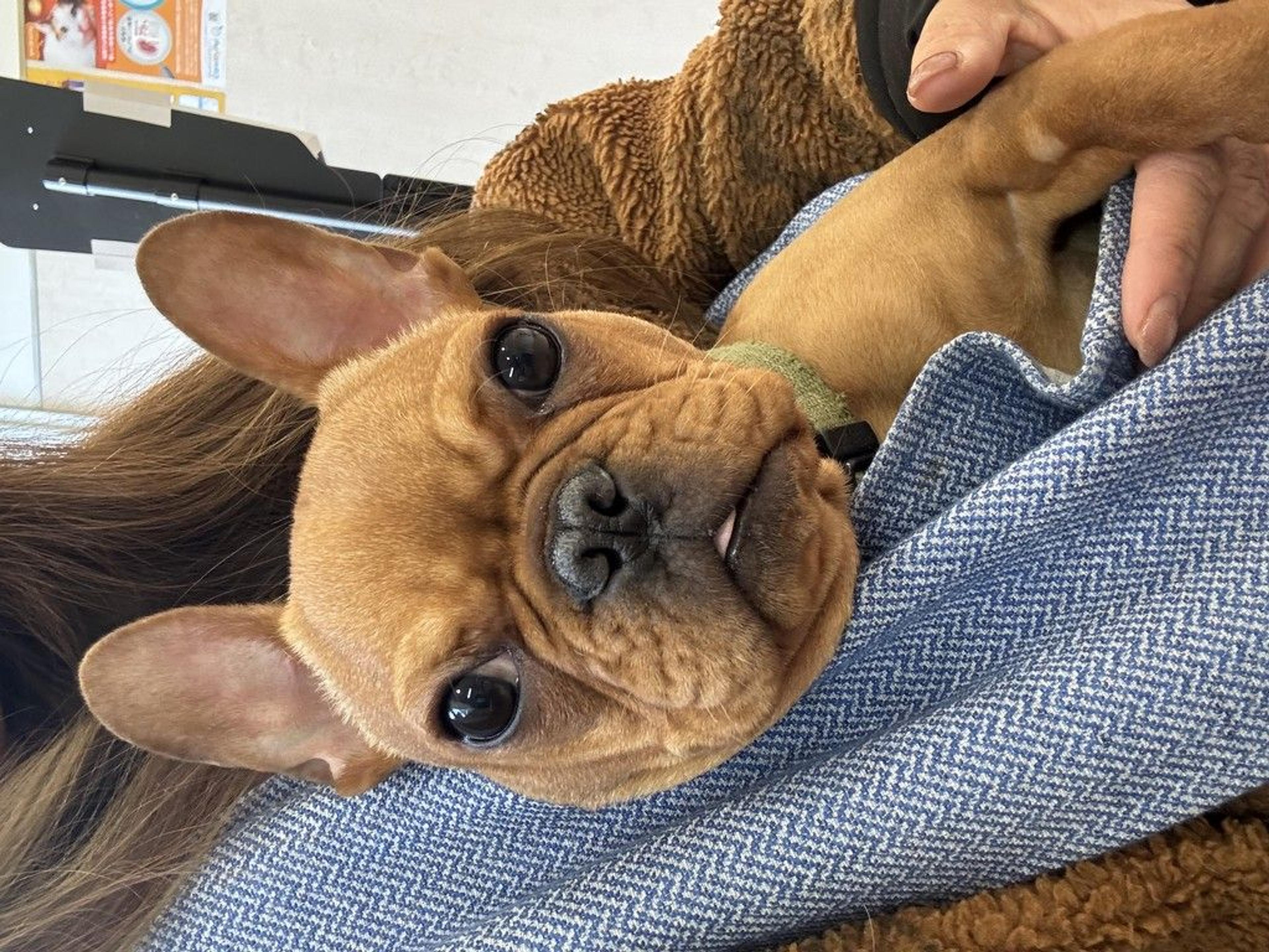 pet-image-2