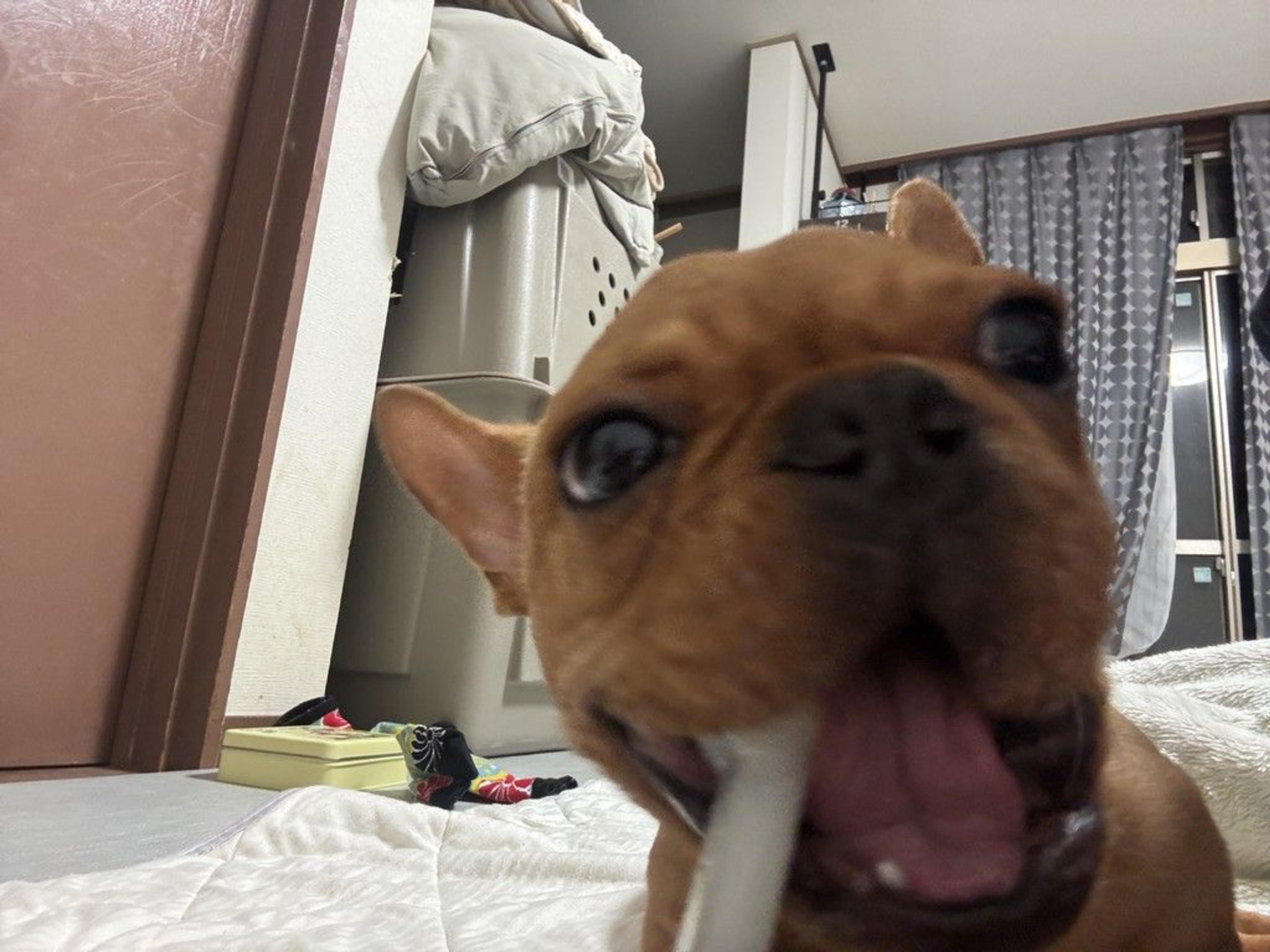 pet-image-3