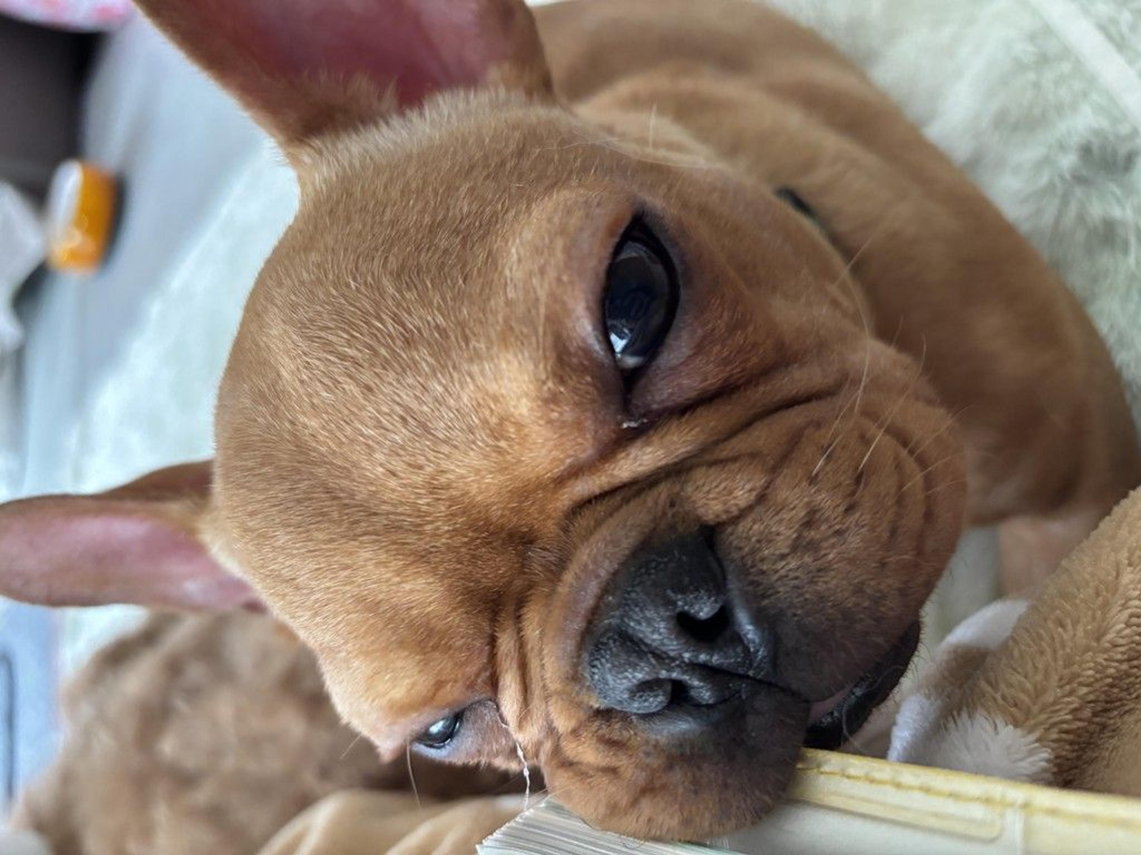 pet-image-4
