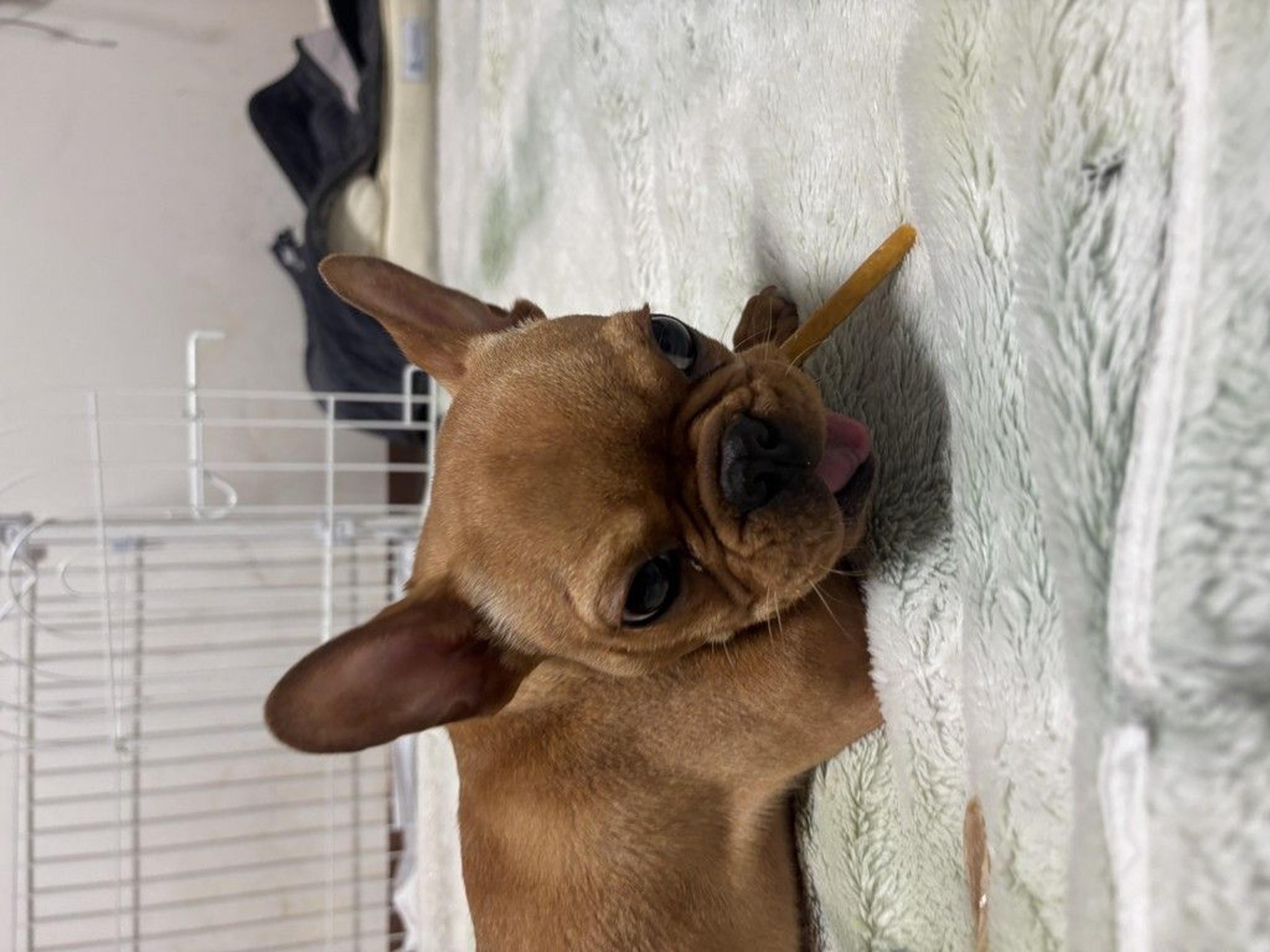 pet-image-7