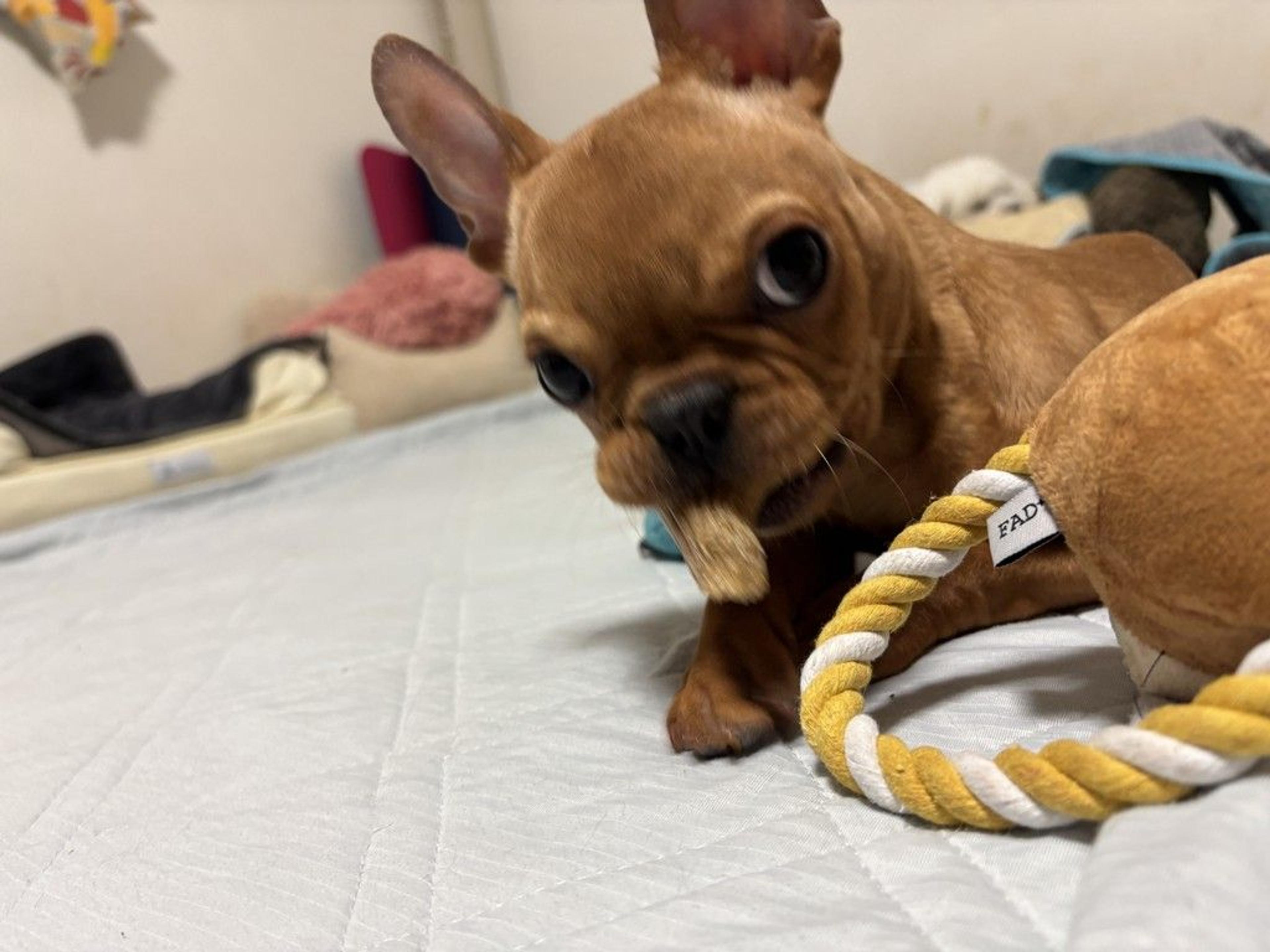 pet-image-8