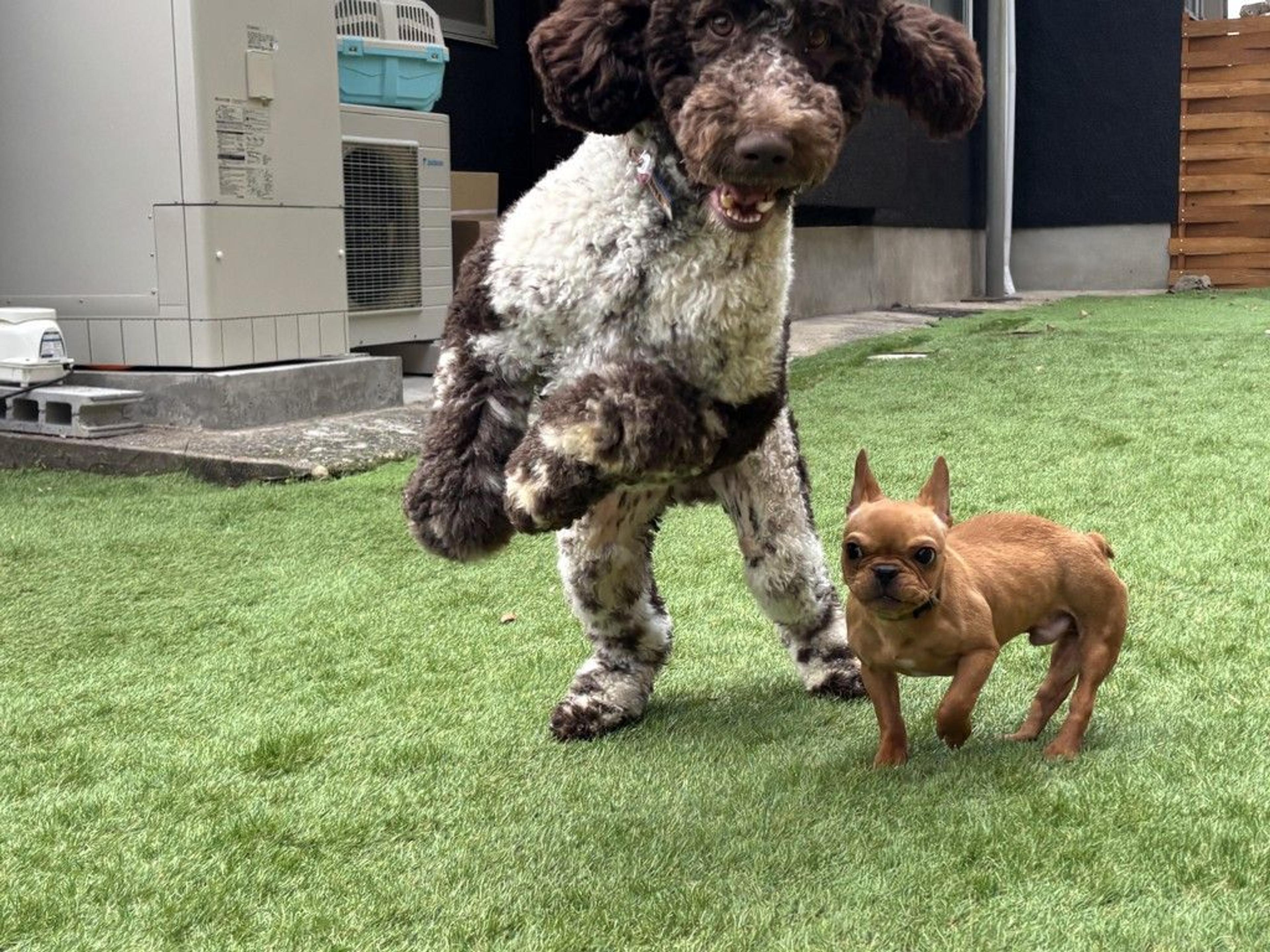 pet-image-9