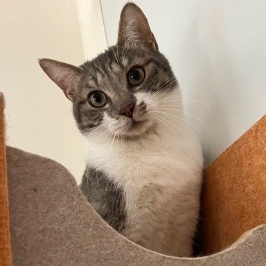 雑種（ミックス猫）・オスの里親募集の写真