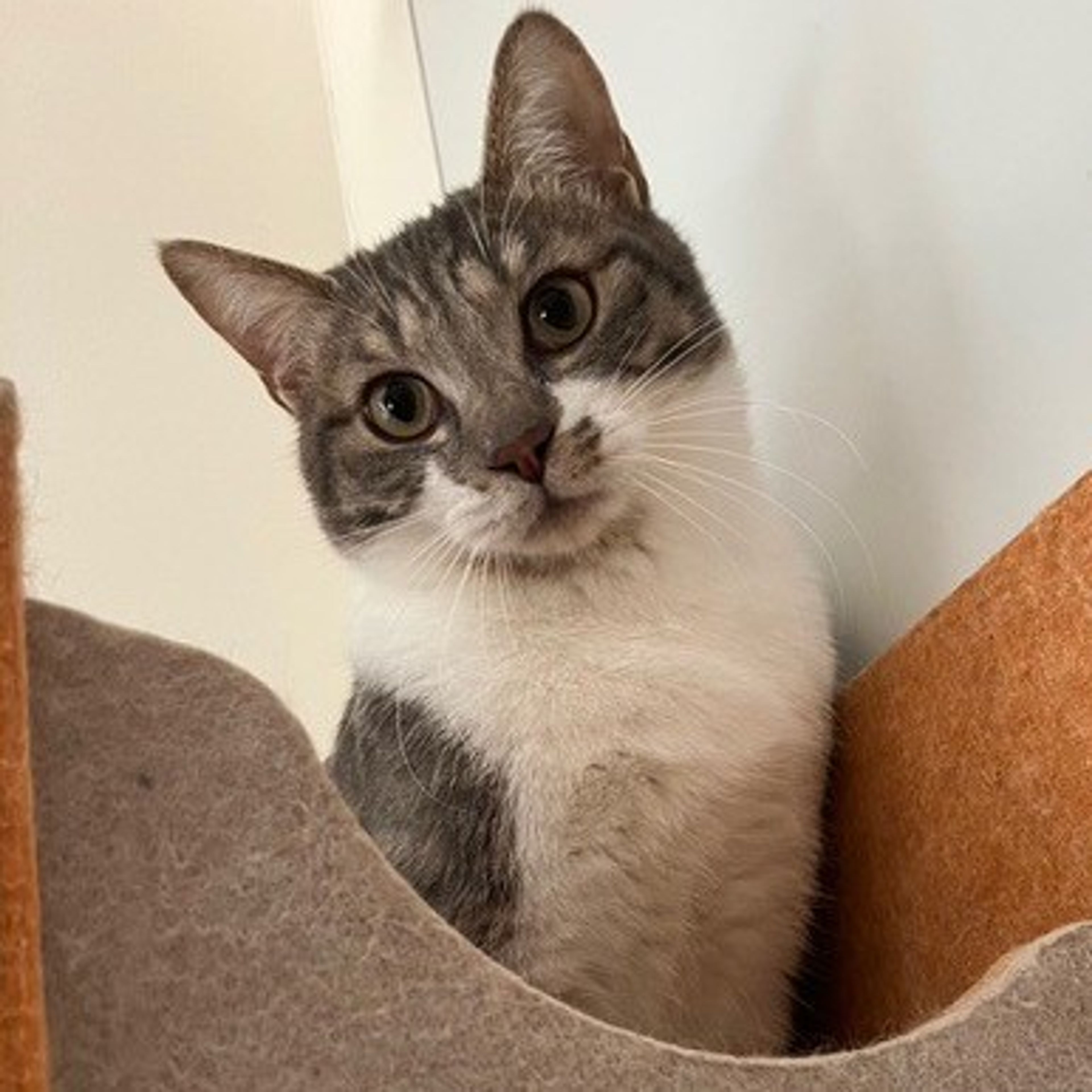 雑種（ミックス猫）・オスの里親募集の写真