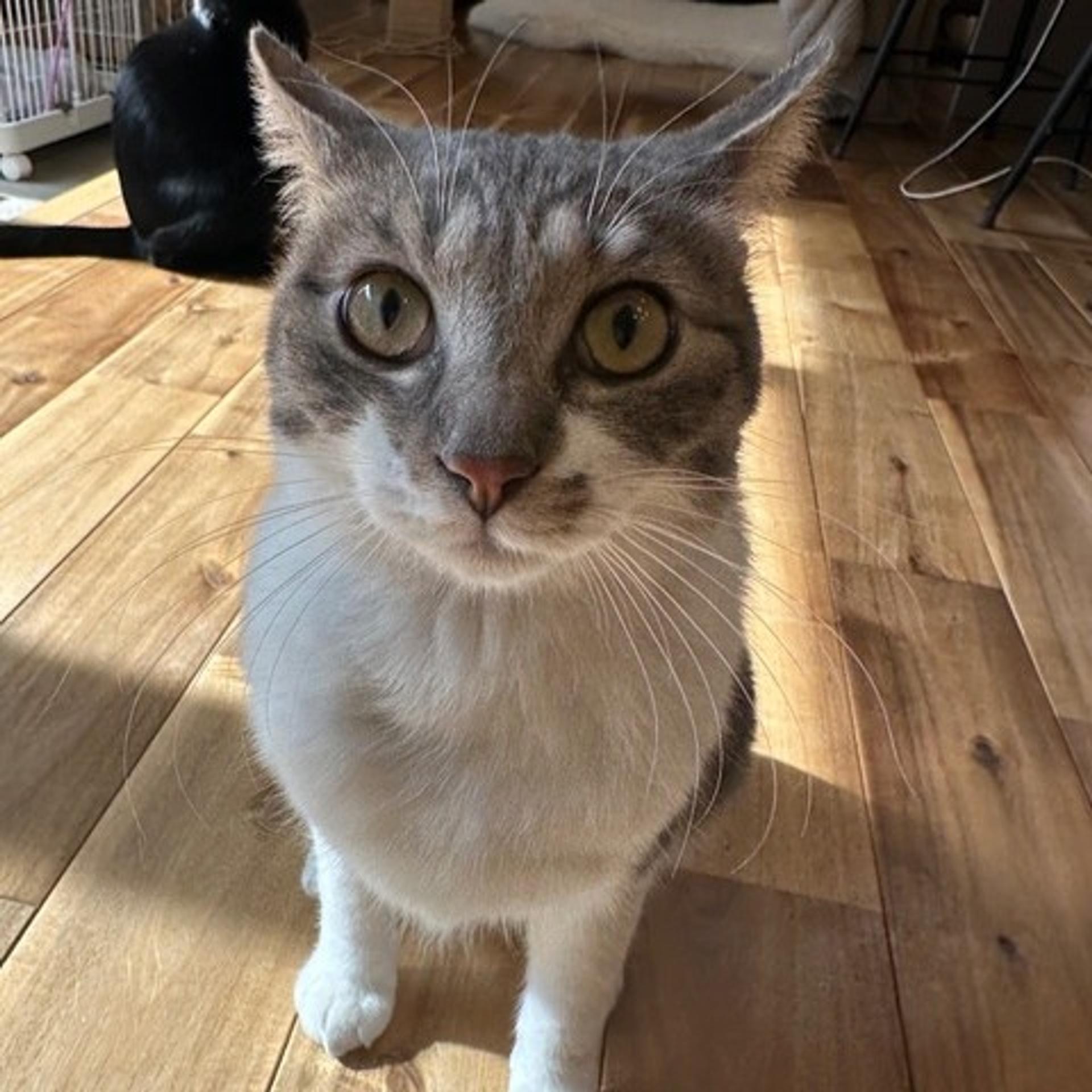 pet-image-2