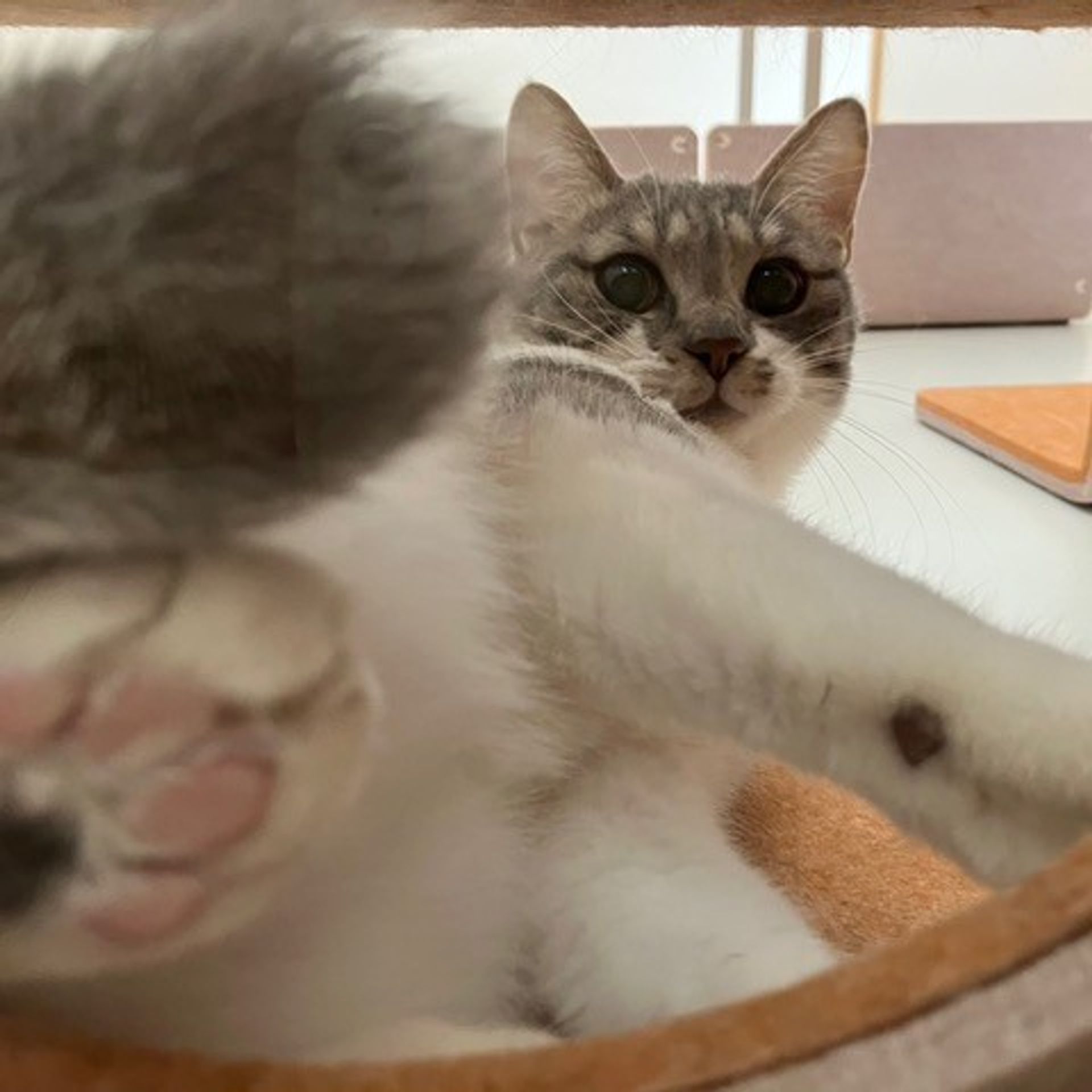 thumbnail-4