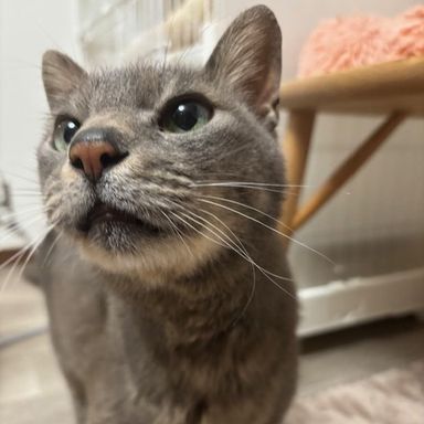 雑種（ミックス猫）・オスの里親募集の写真