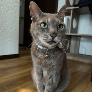 雑種（ミックス猫）・オスの里親募集の写真