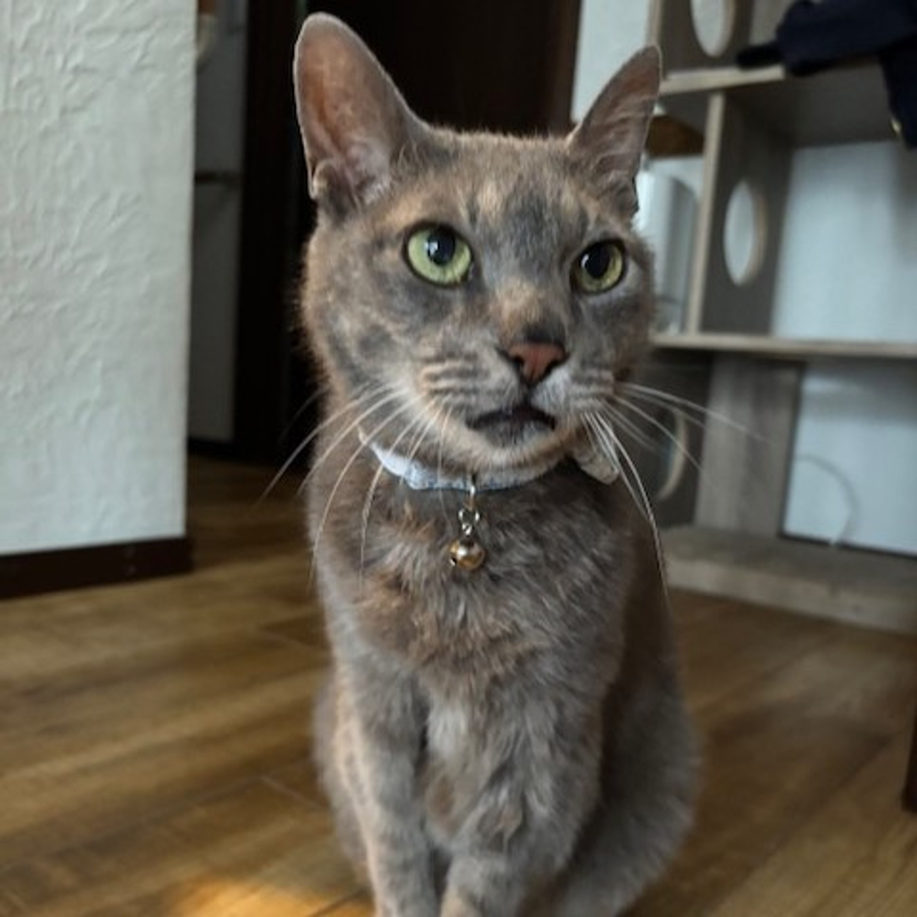 雑種（ミックス猫）・オスの里親募集の写真