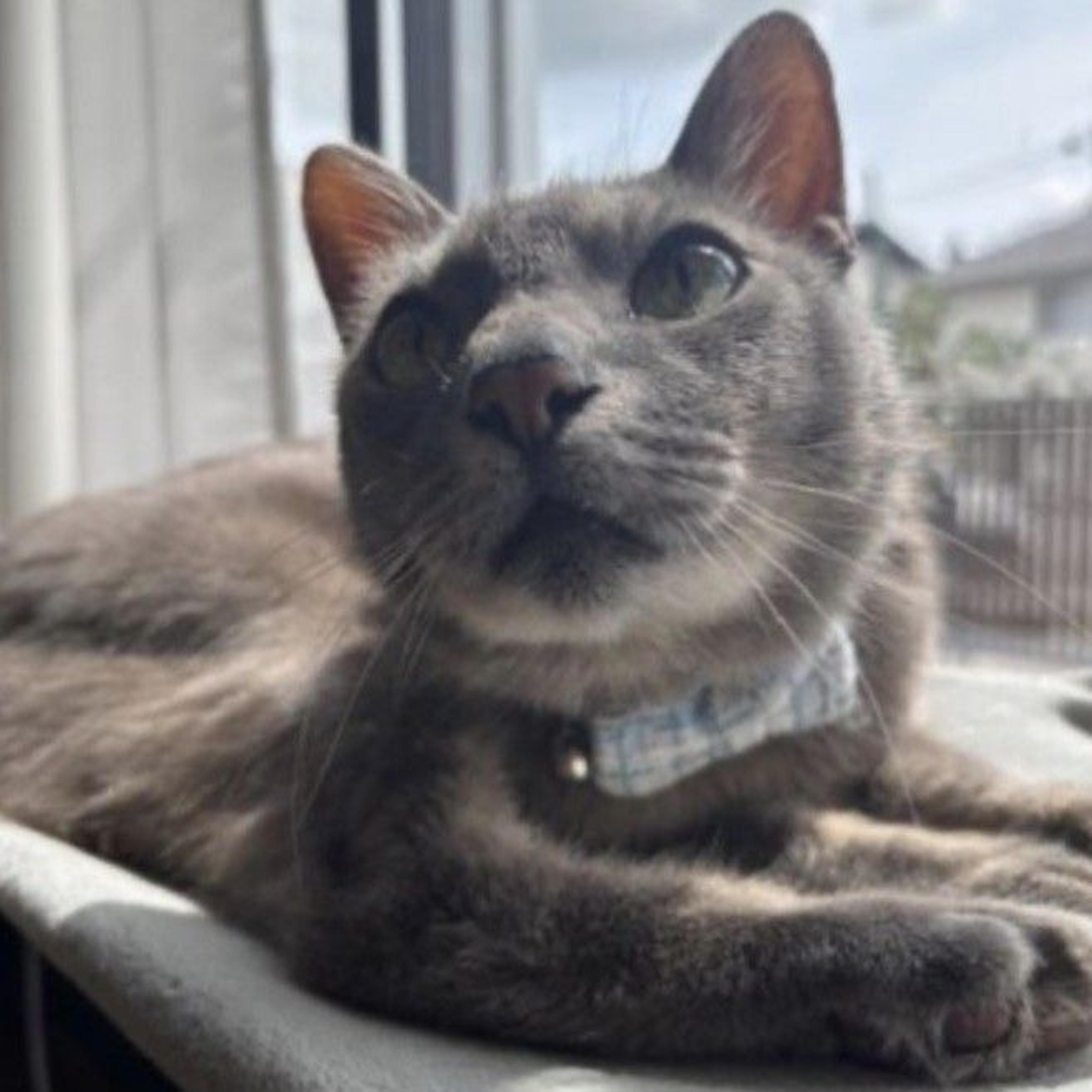 pet-image-2