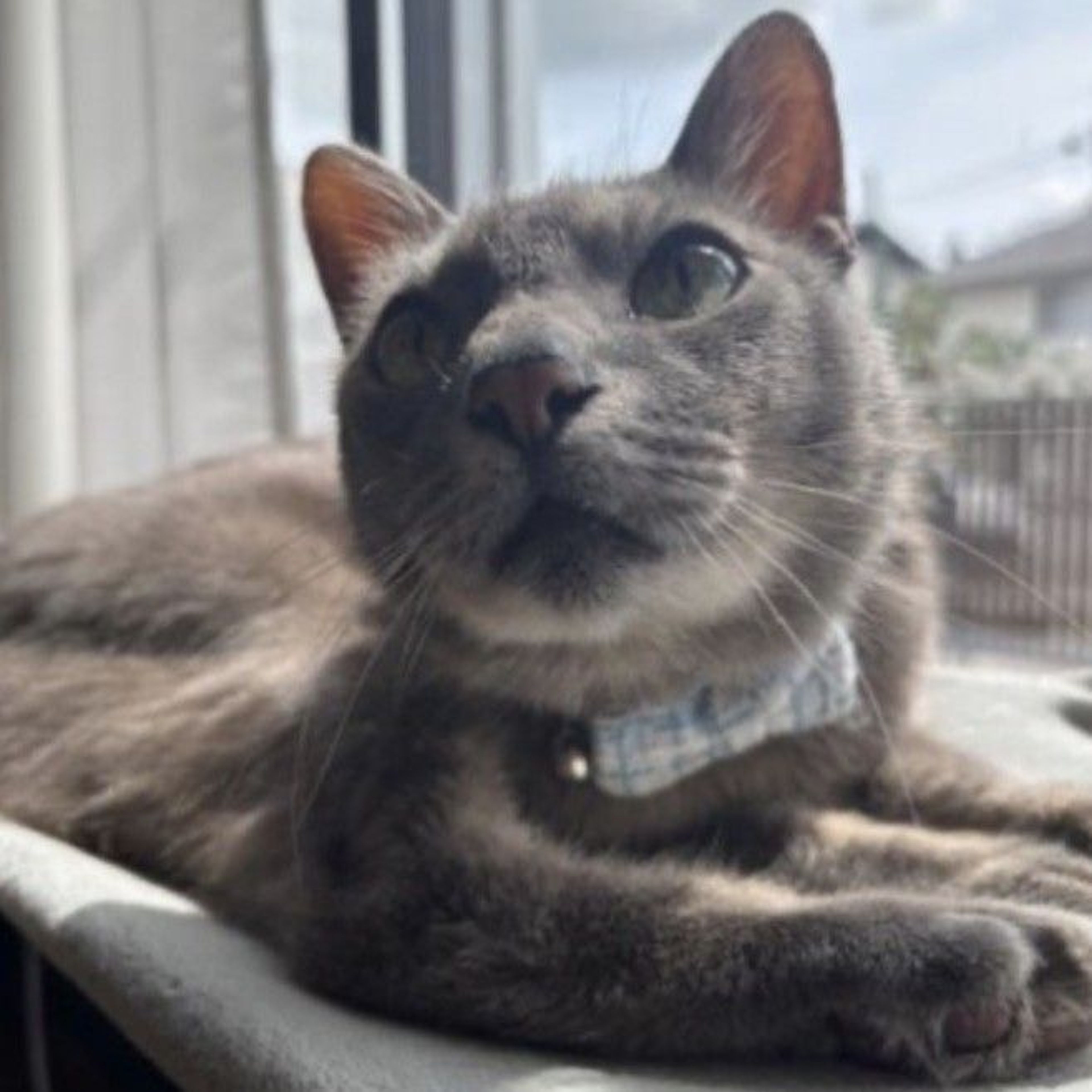pet-image-2