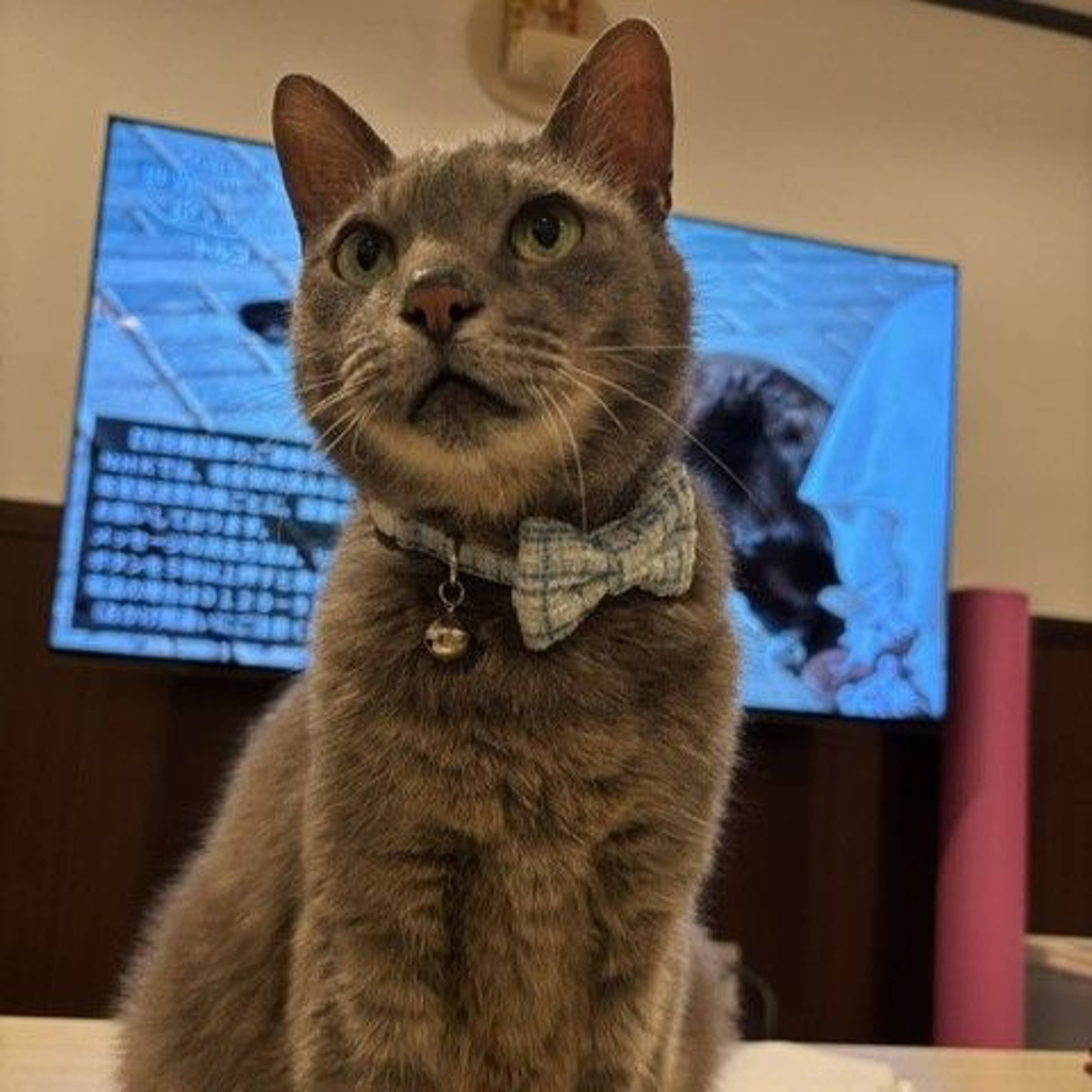 雑種（ミックス猫）・オスの里親募集の写真