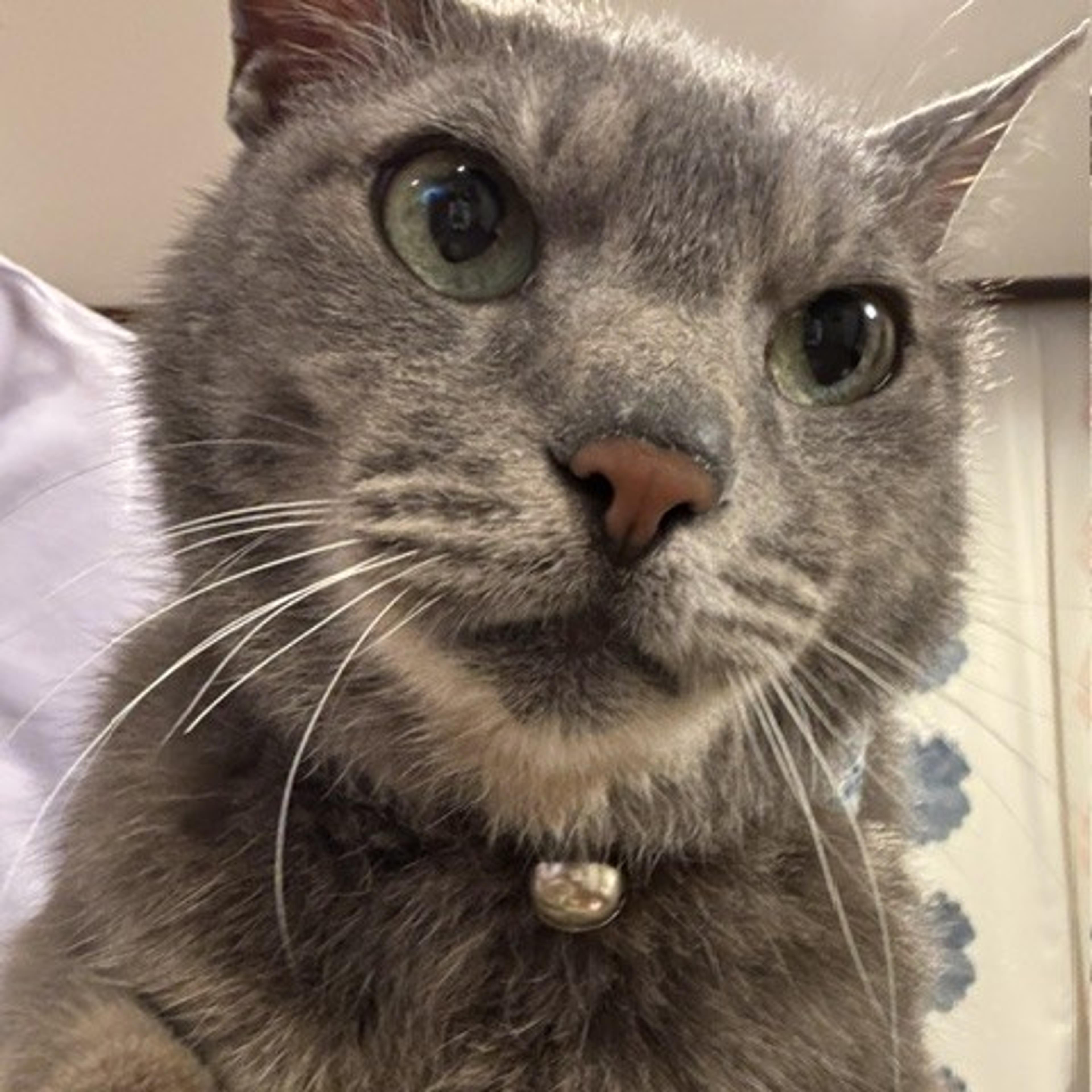 pet-image-2