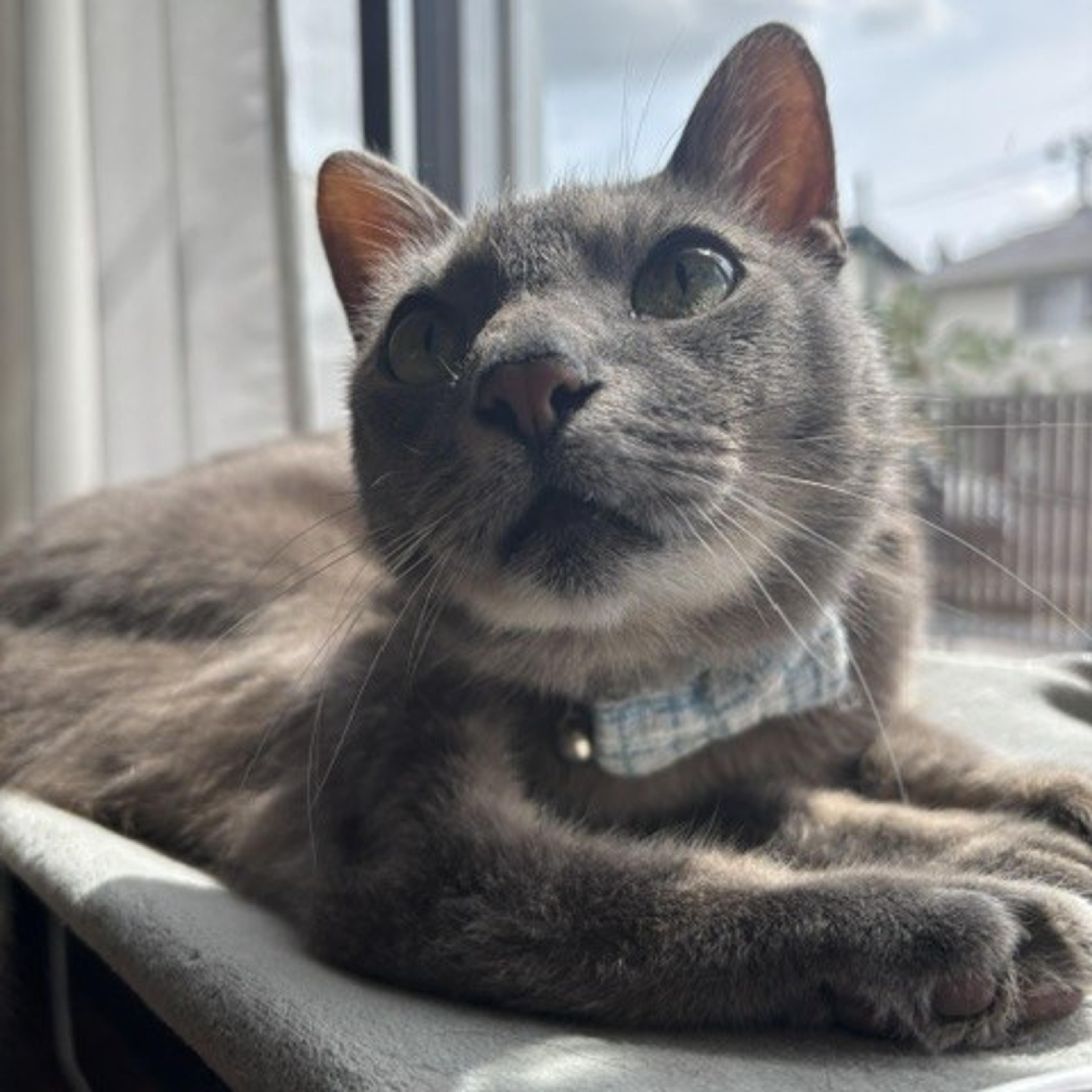 pet-image-3