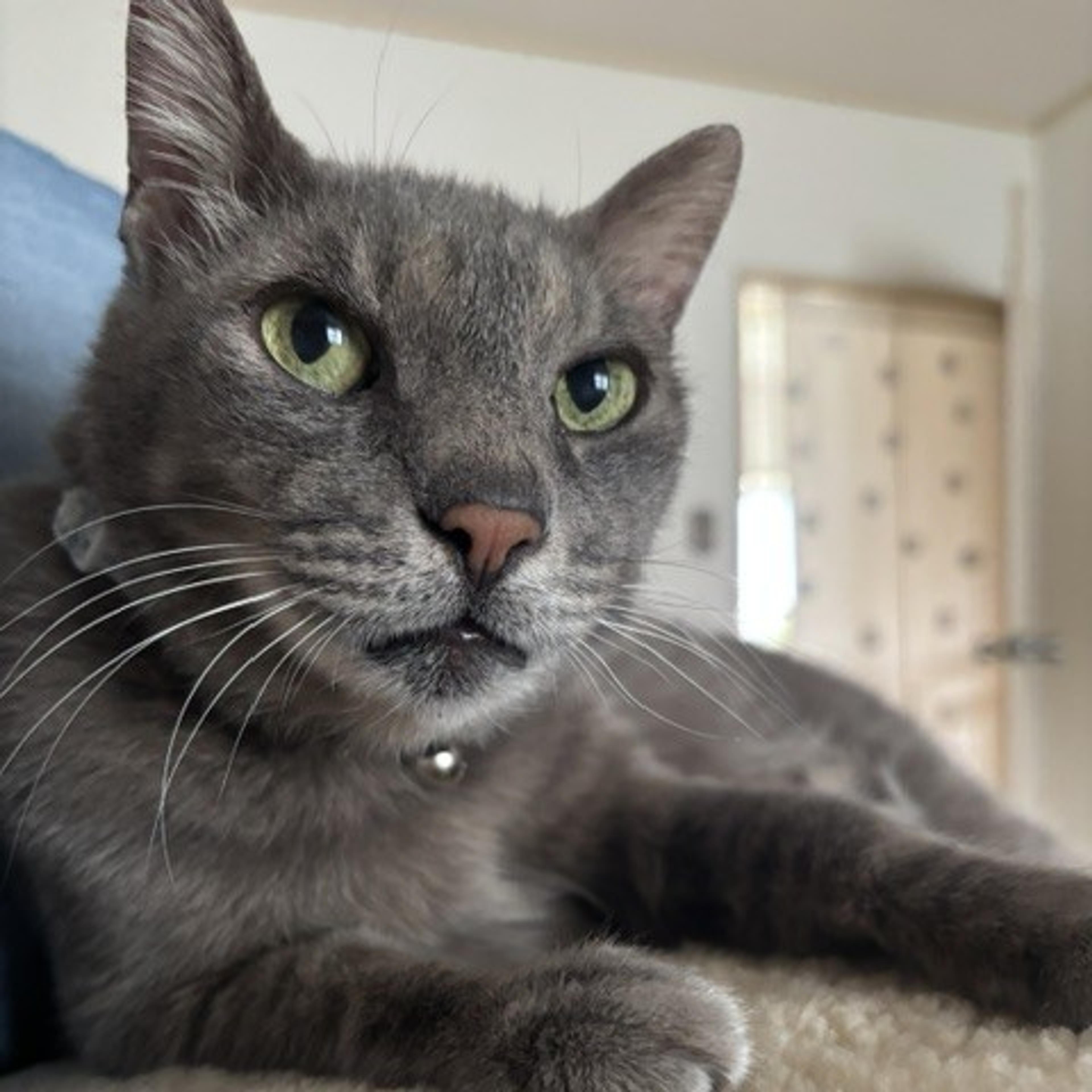 pet-image-4