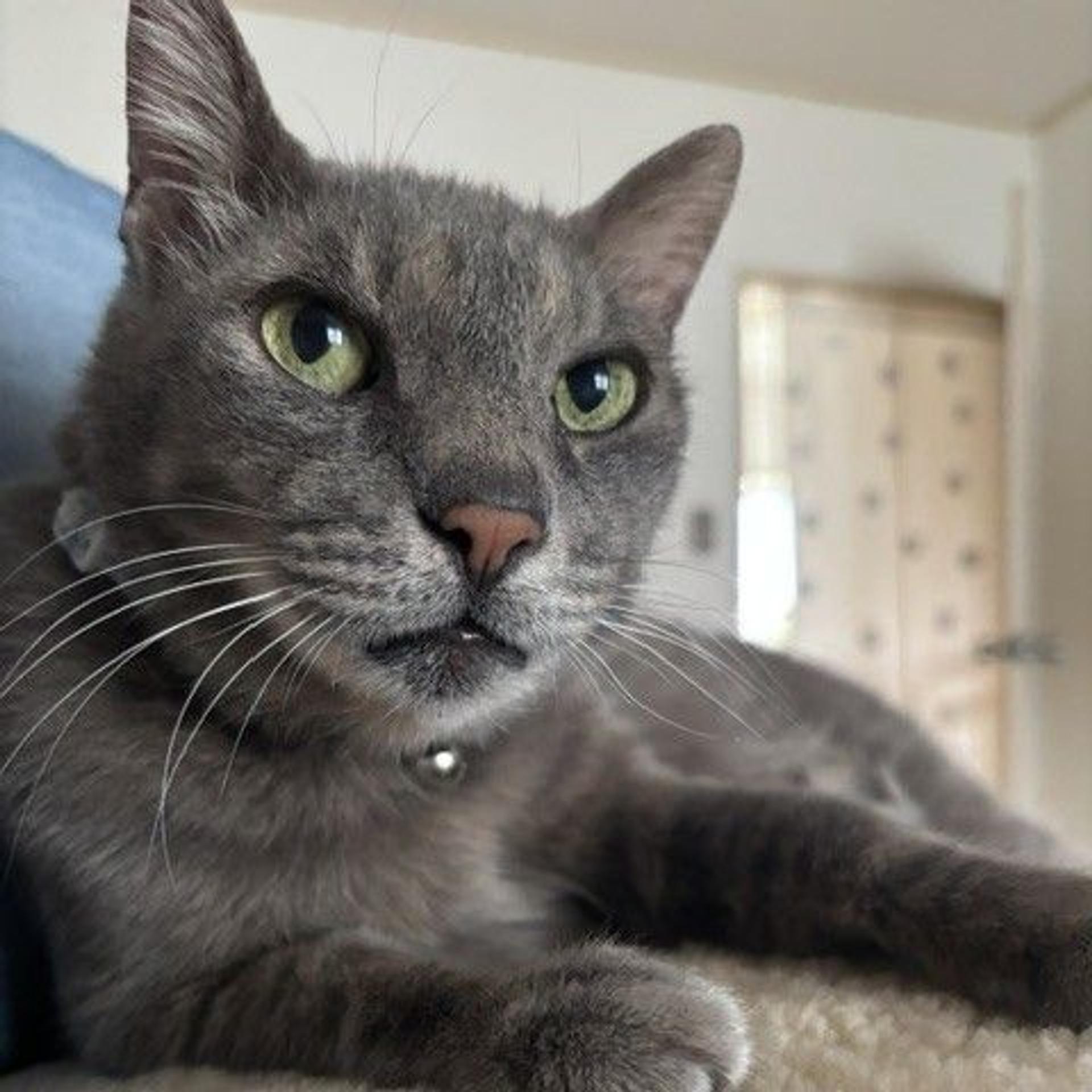 pet-image-4