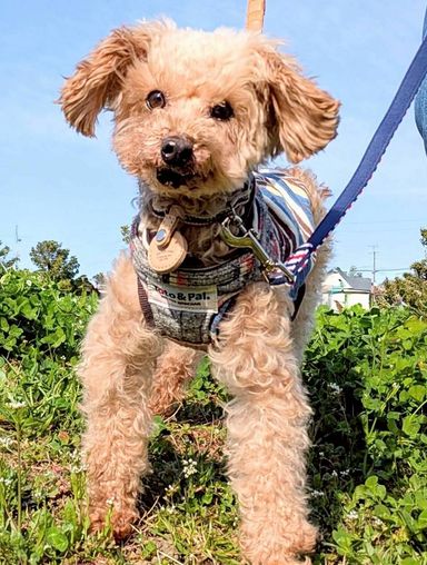 トイプードル・オスの里親募集の写真