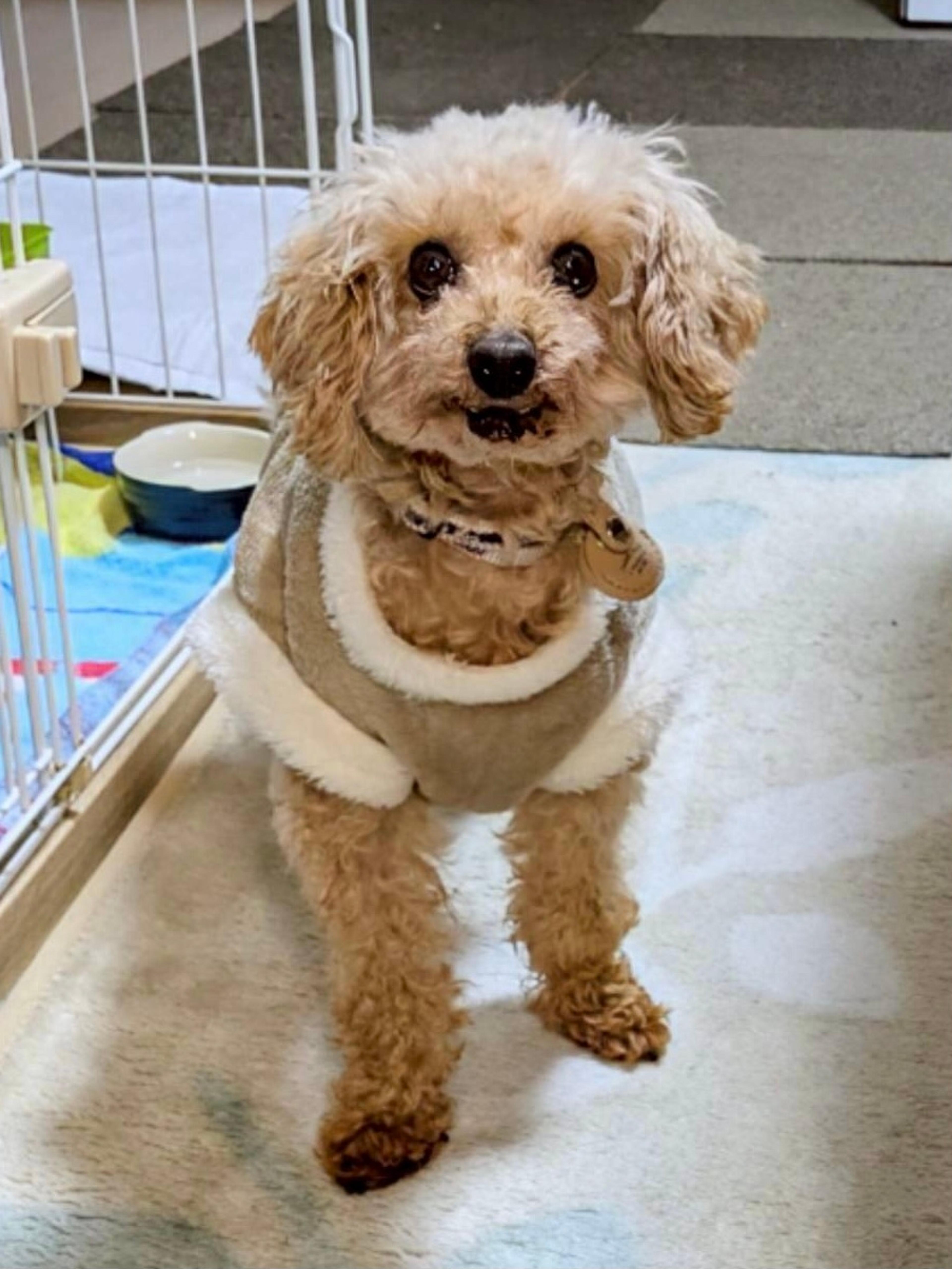 pet-image-2