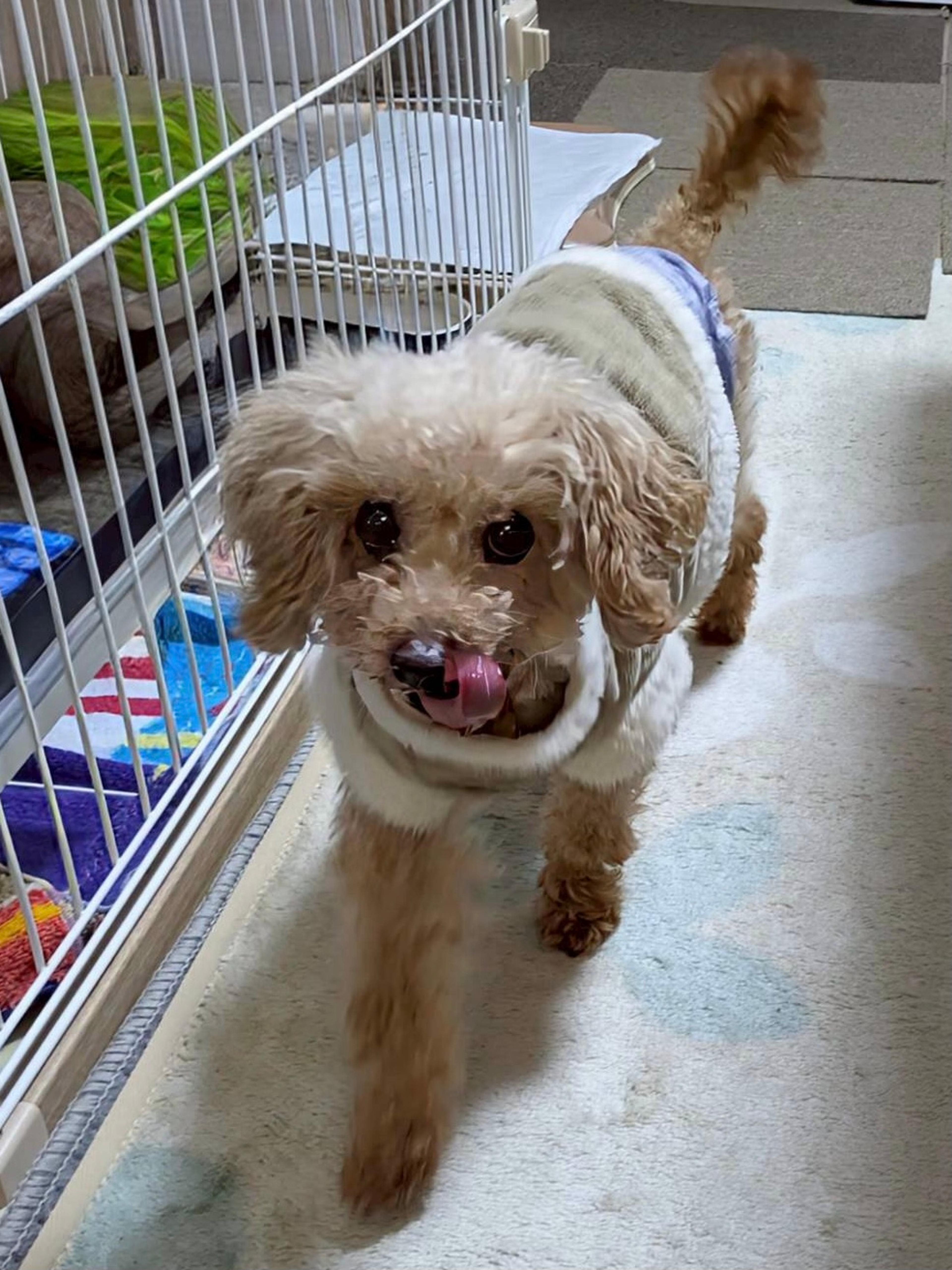 pet-image-3