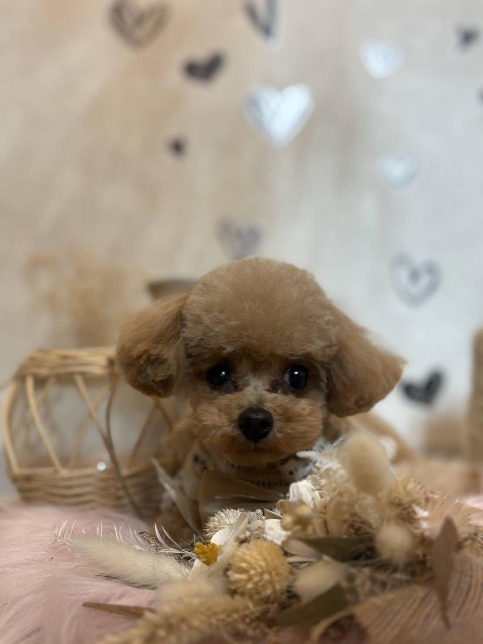 pet-image-2