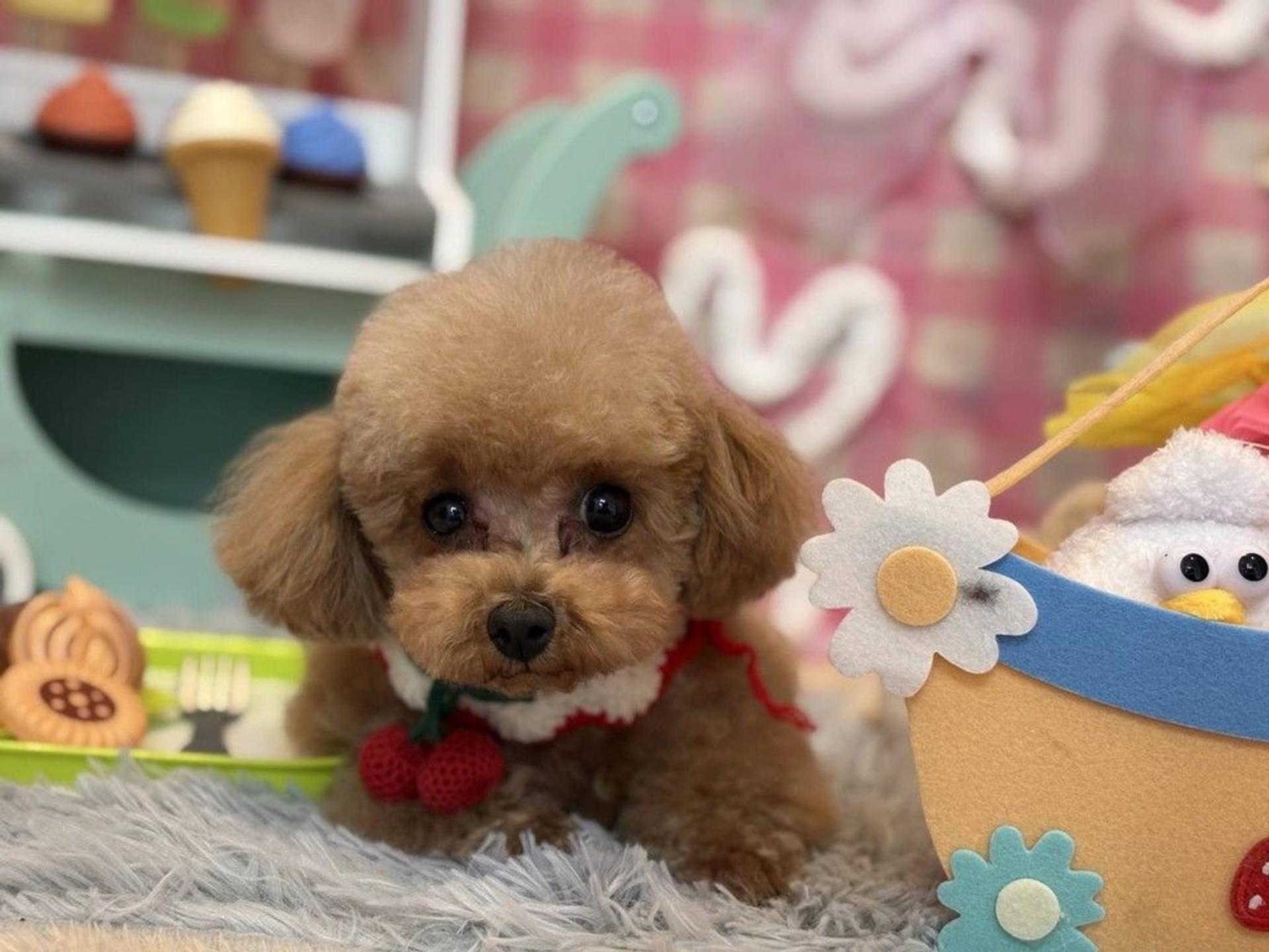 pet-image-4
