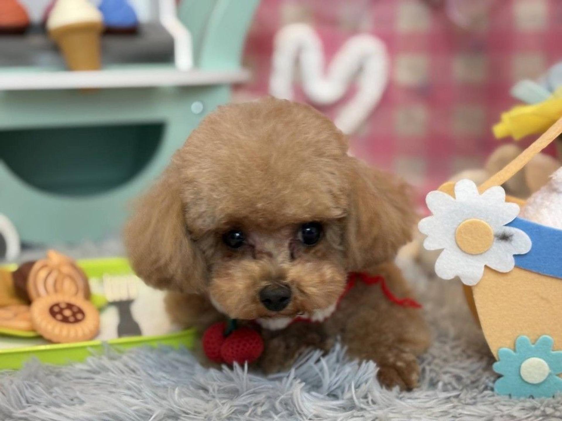 pet-image-5