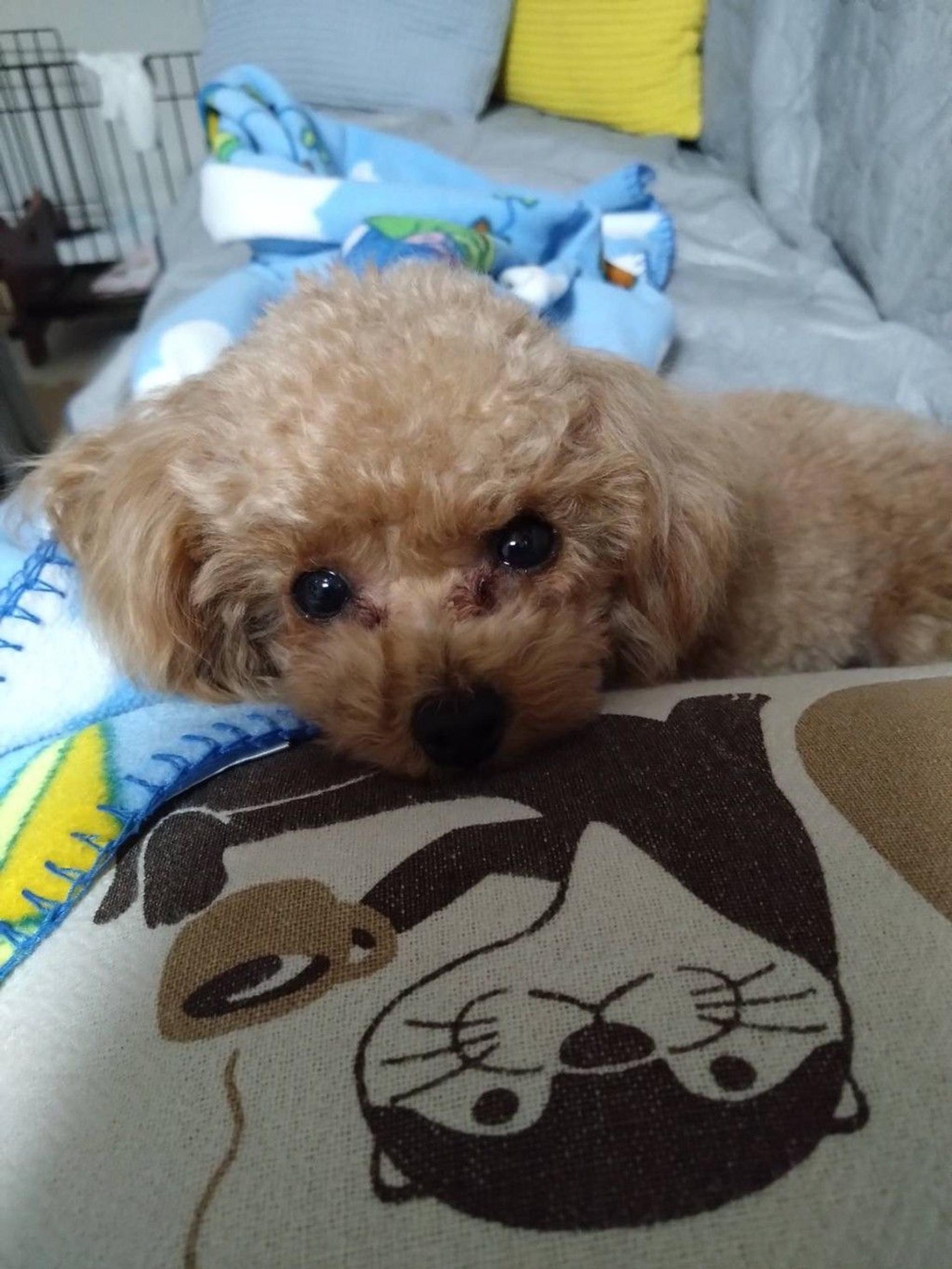 pet-image-8