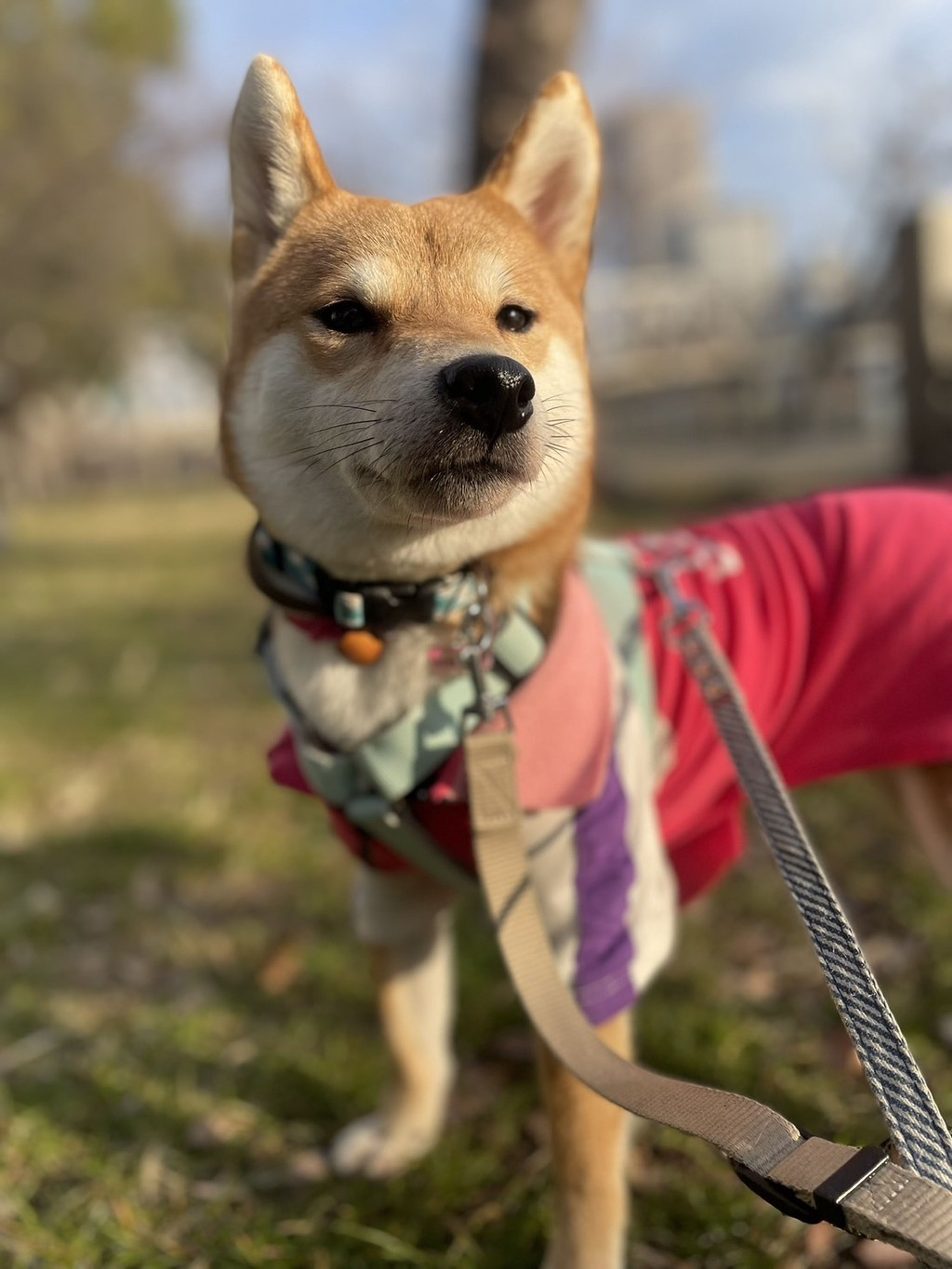 柴犬・メスの里親募集の写真