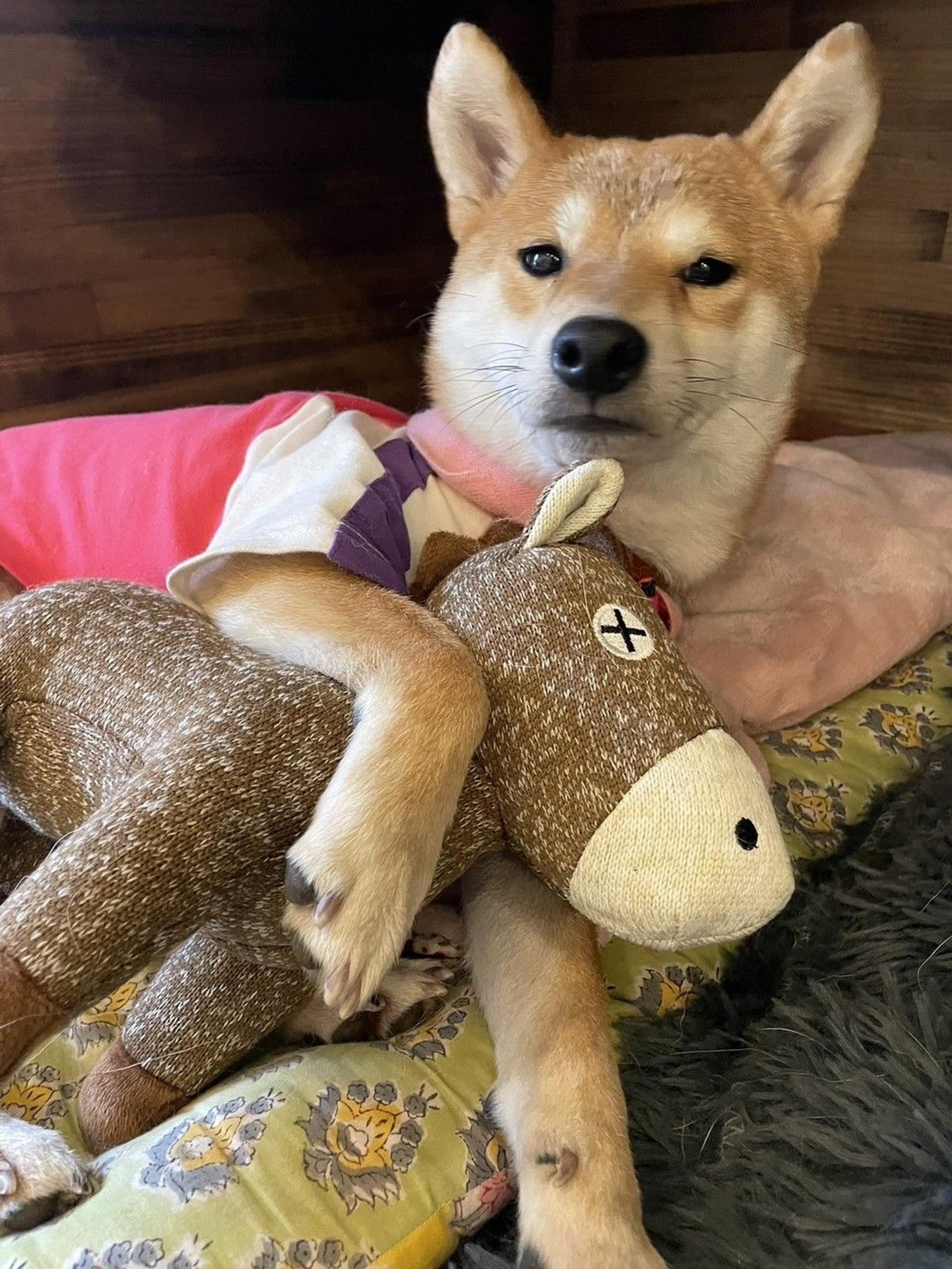 pet-image-2
