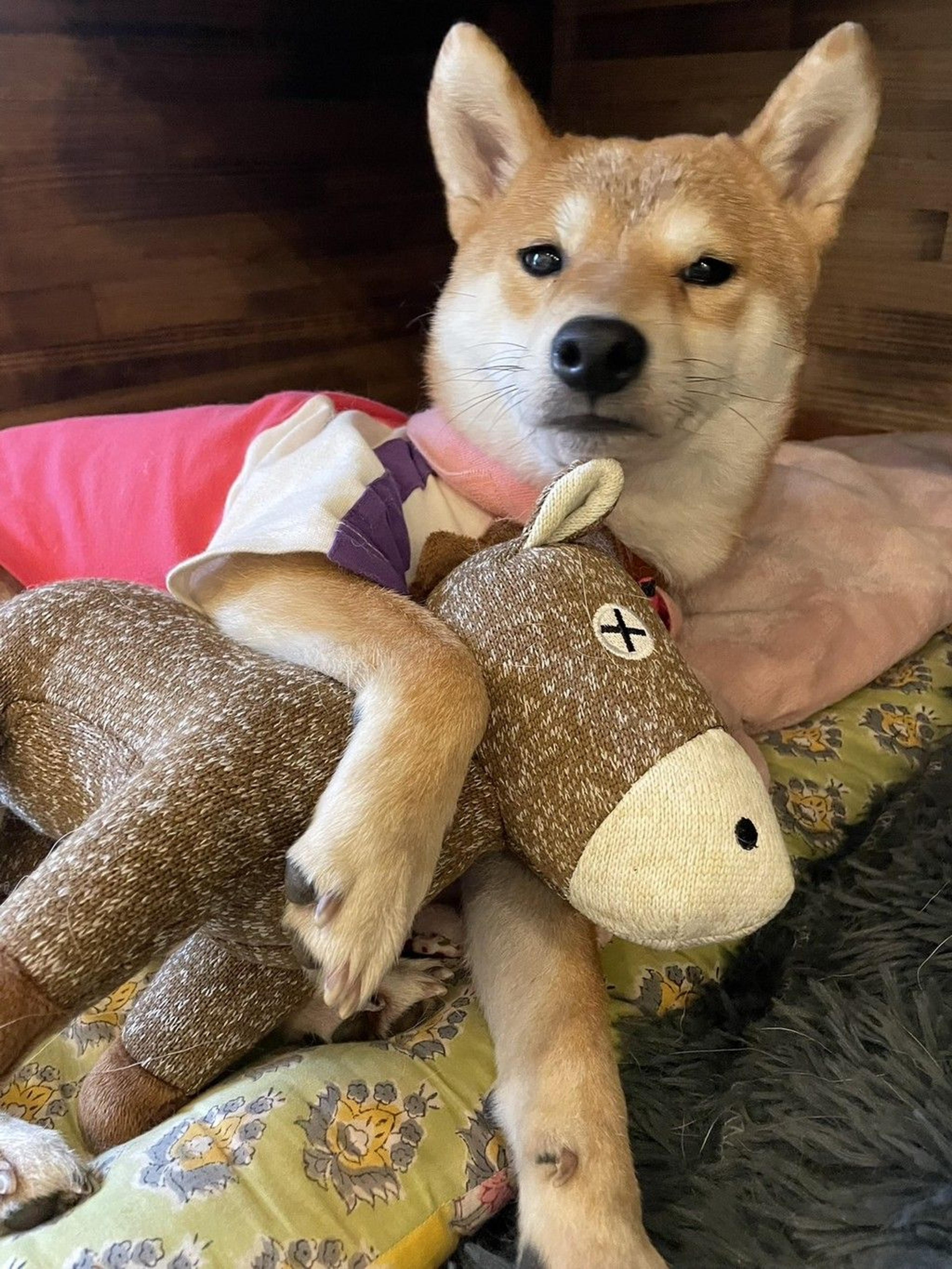 pet-image-2