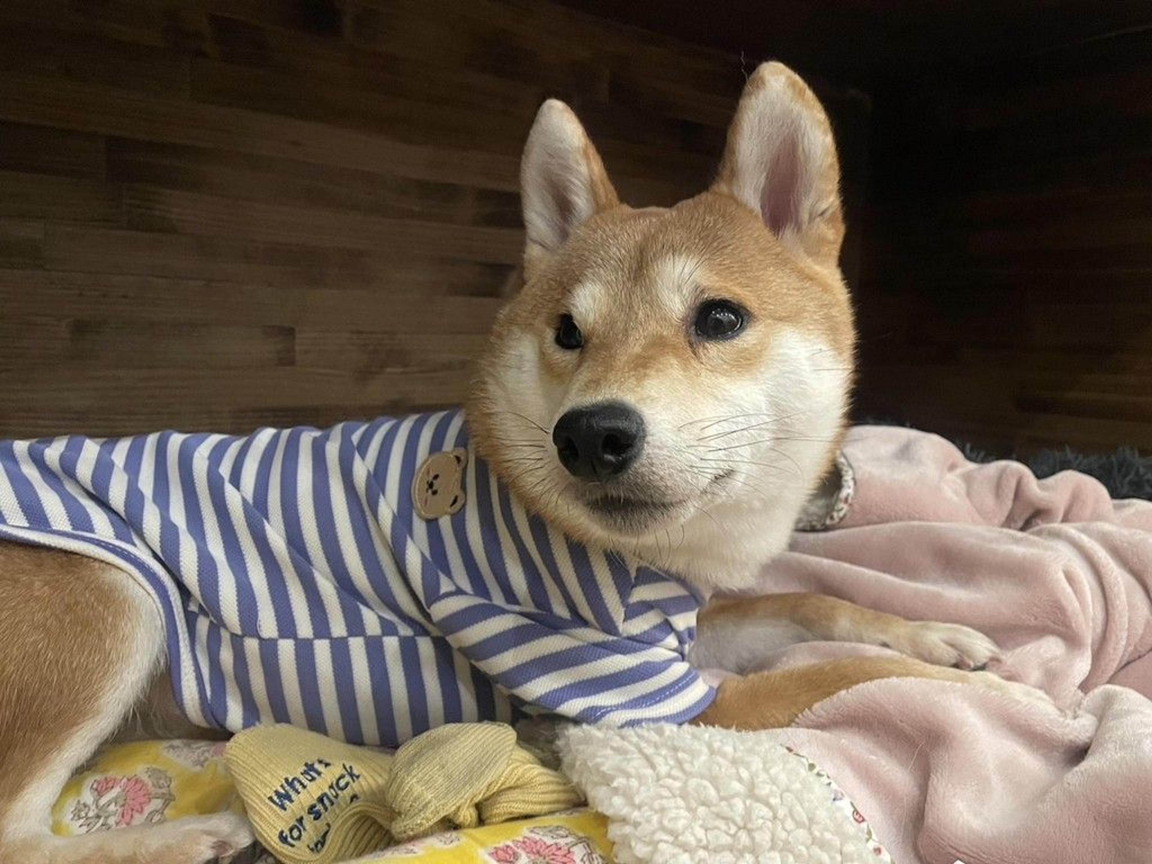 pet-image-3