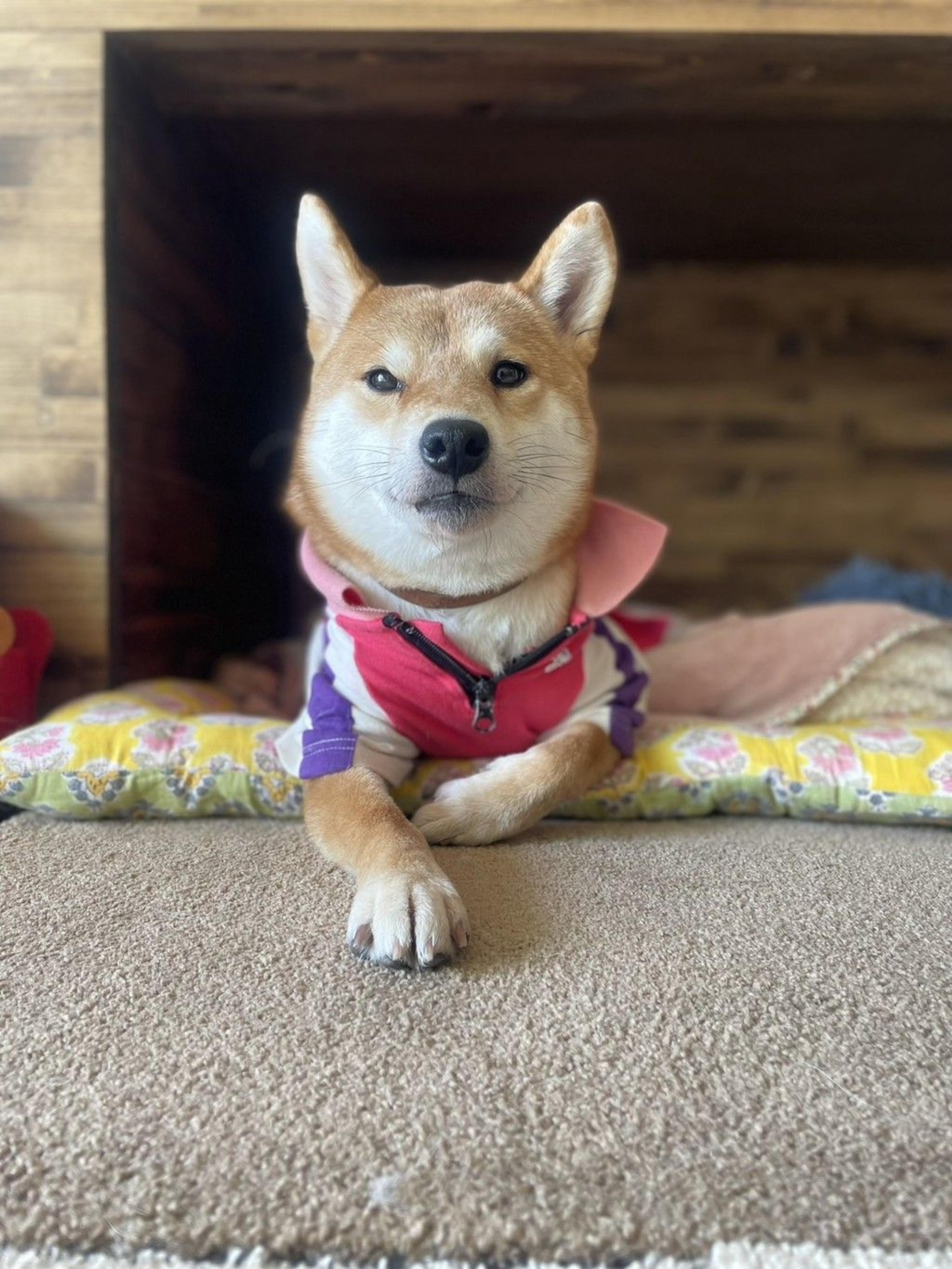 pet-image-4