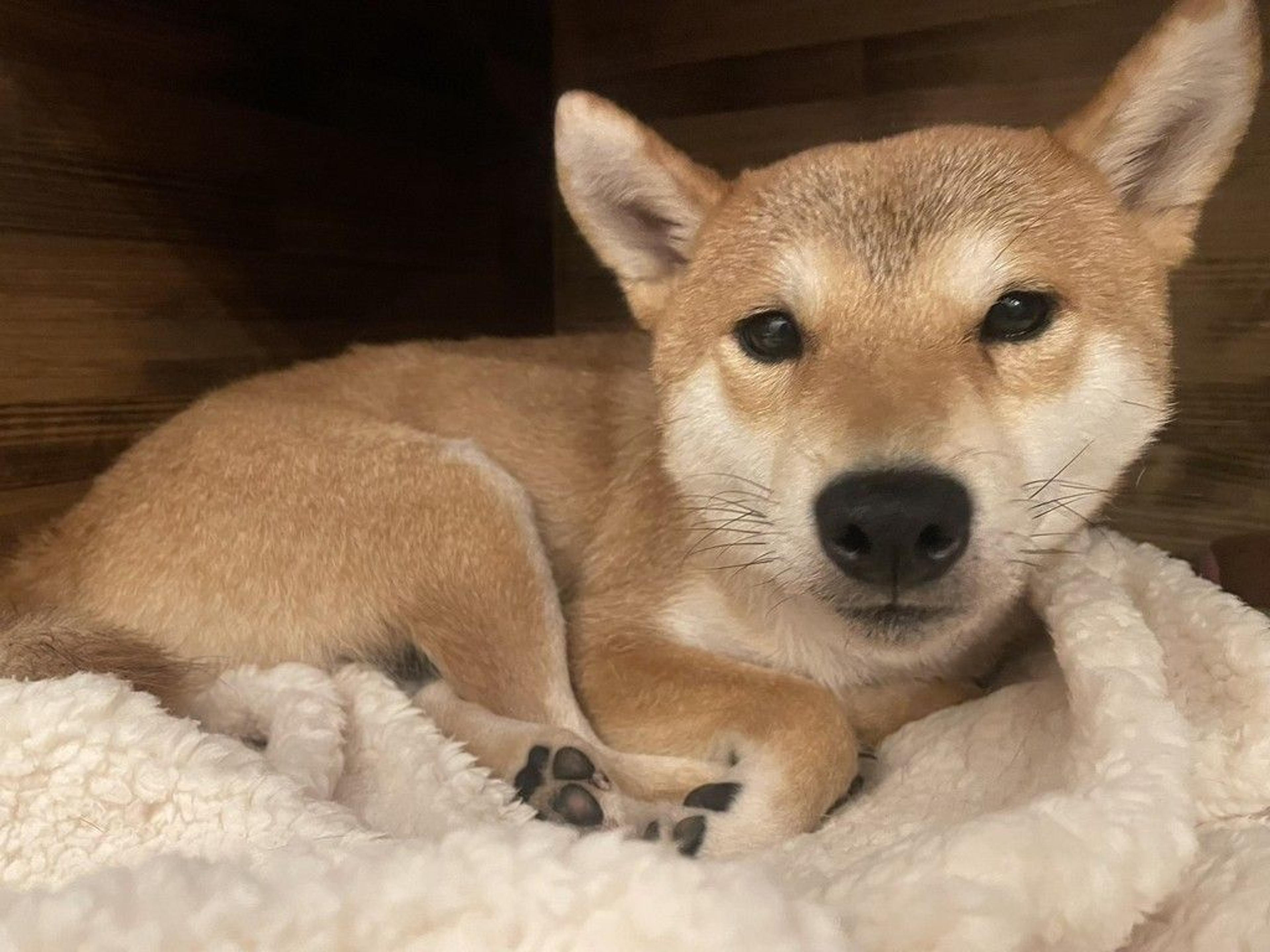 pet-image-5