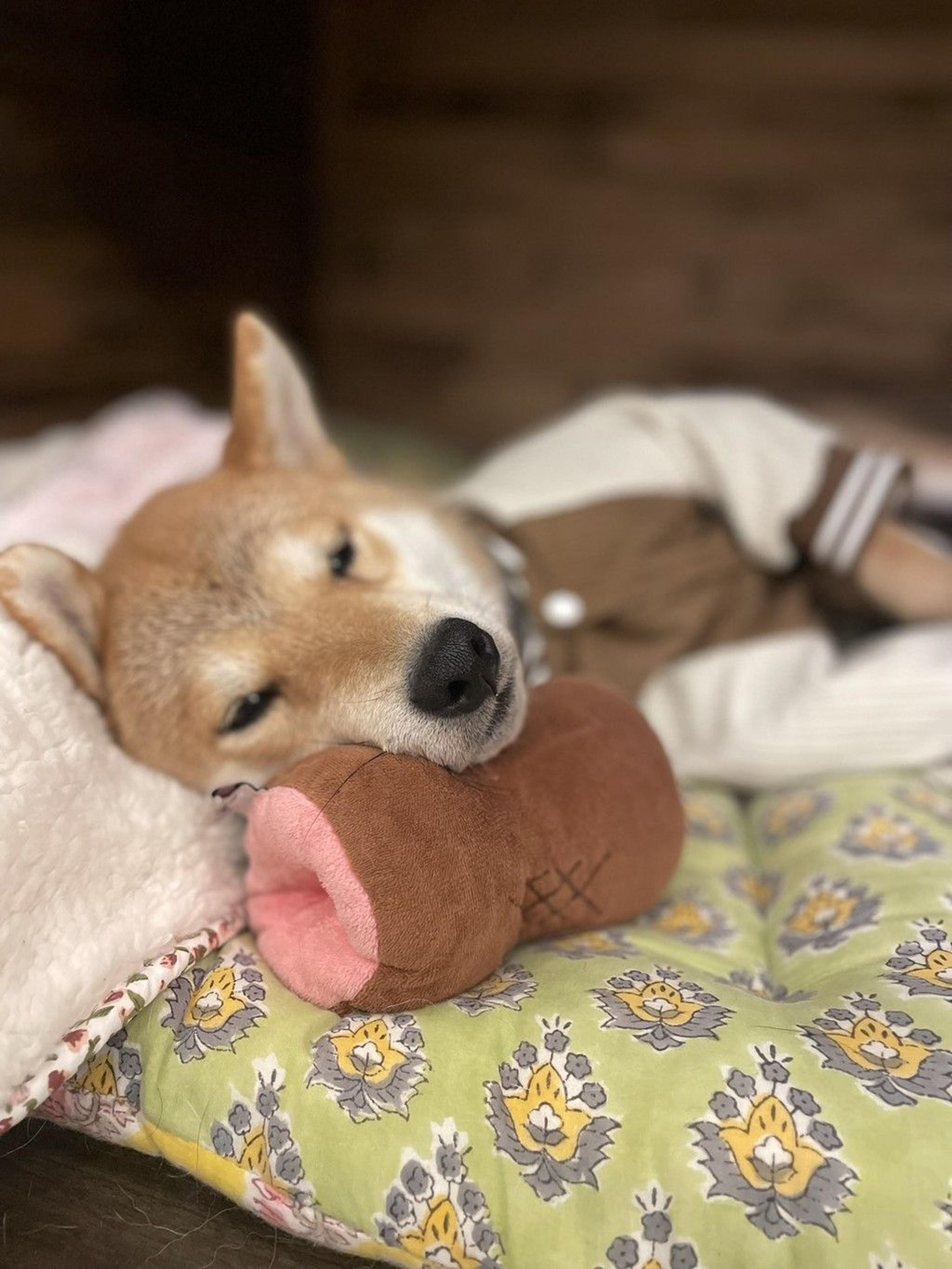 pet-image-6