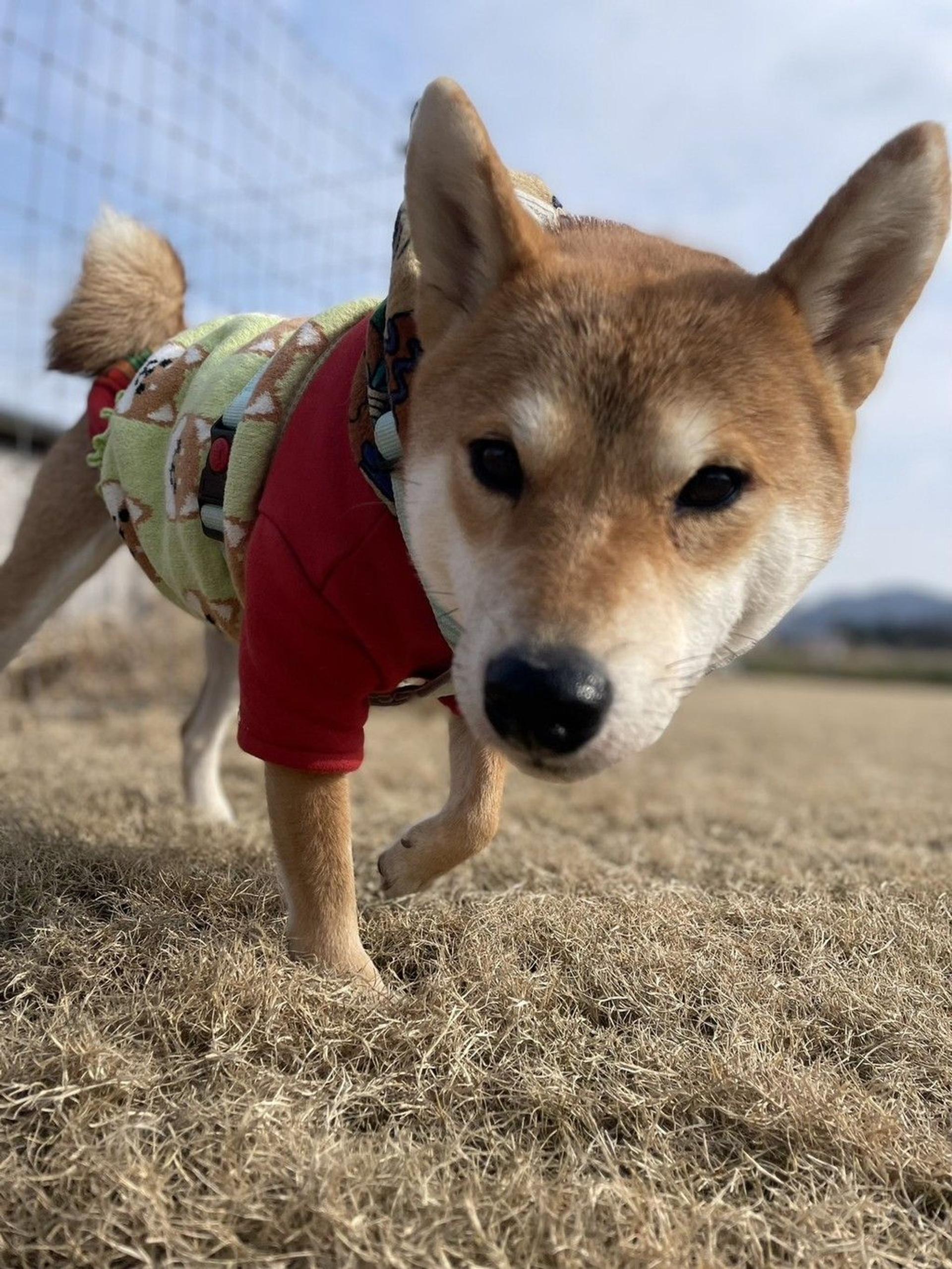 pet-image-8