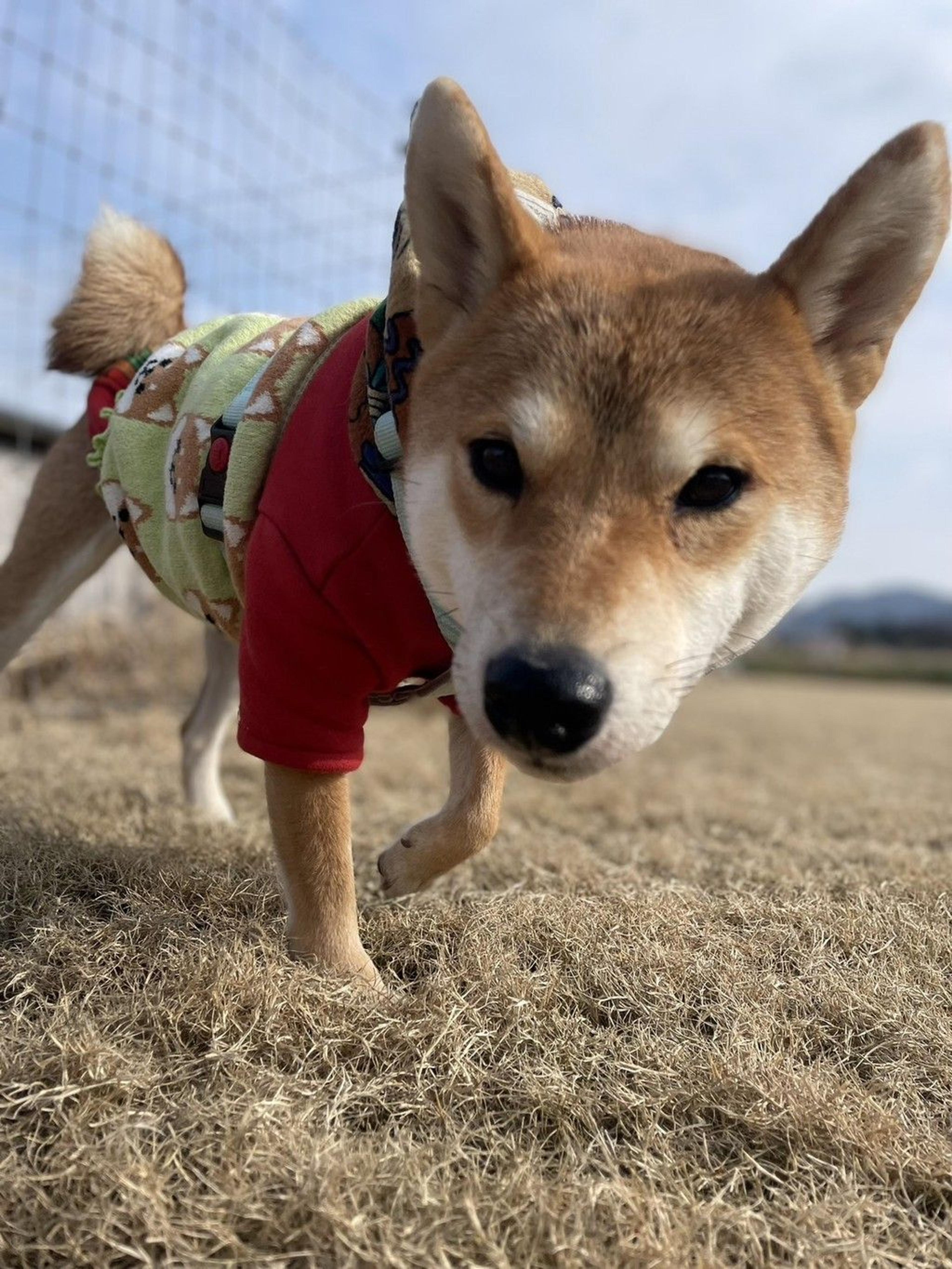 pet-image-8