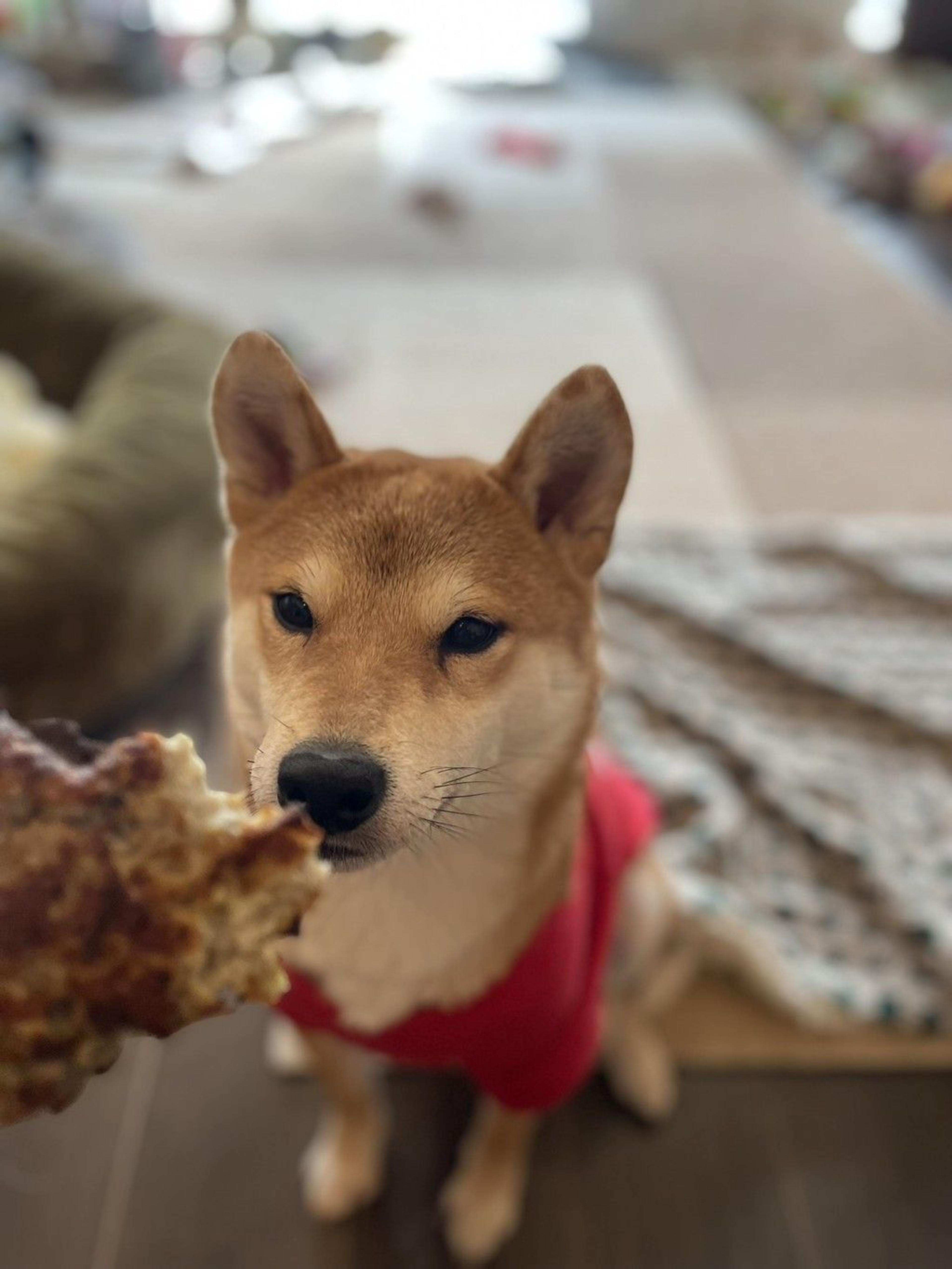 pet-image-9