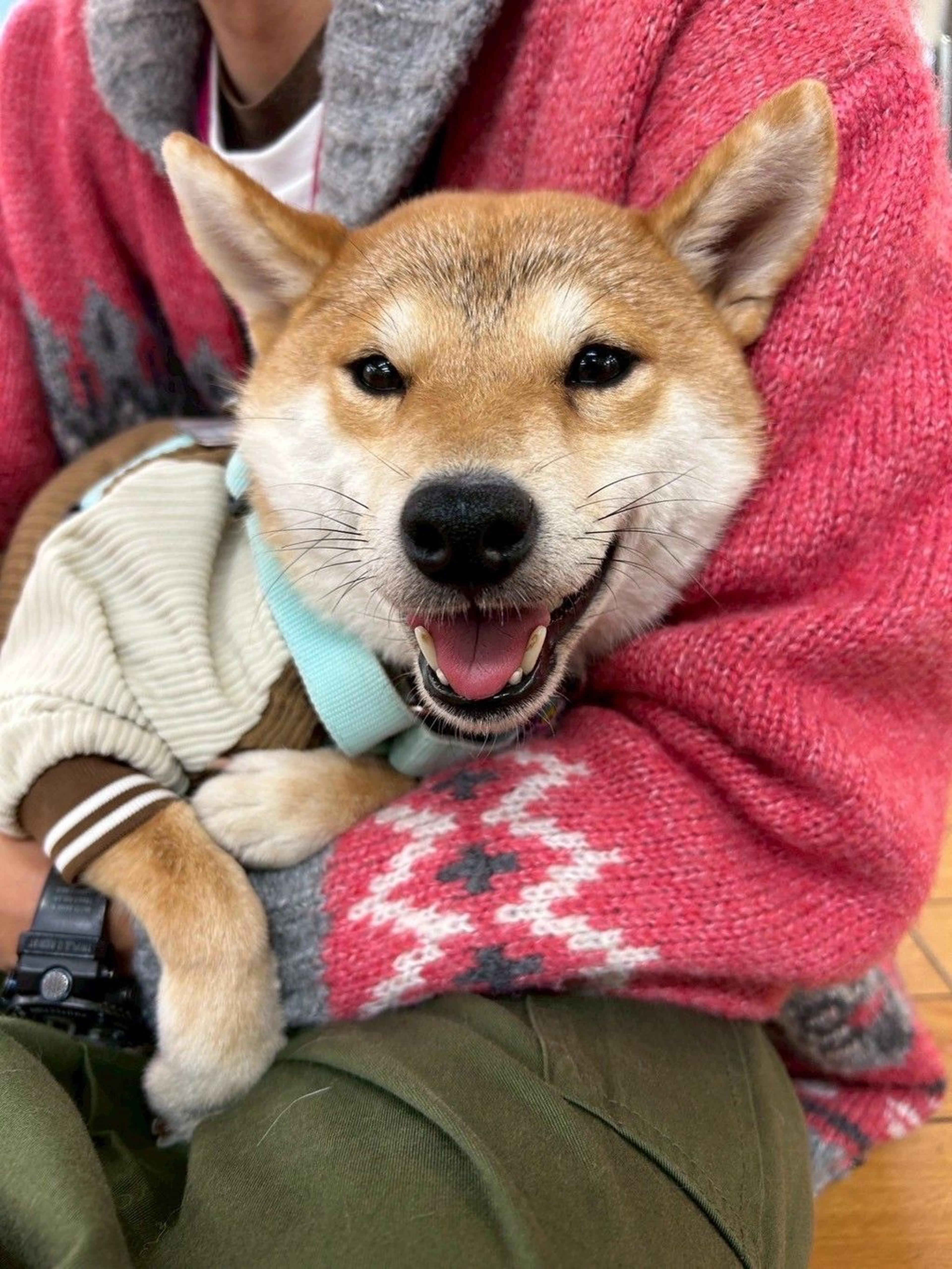 pet-image-10