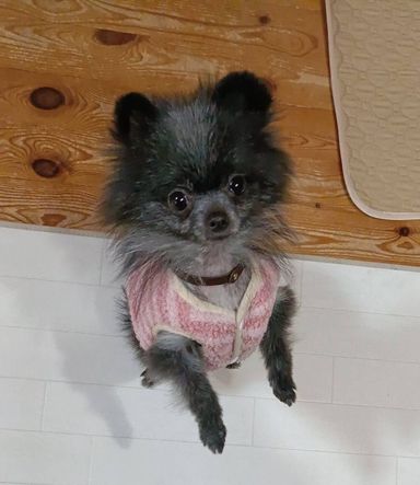 ポメラニアン・メスの里親募集の写真