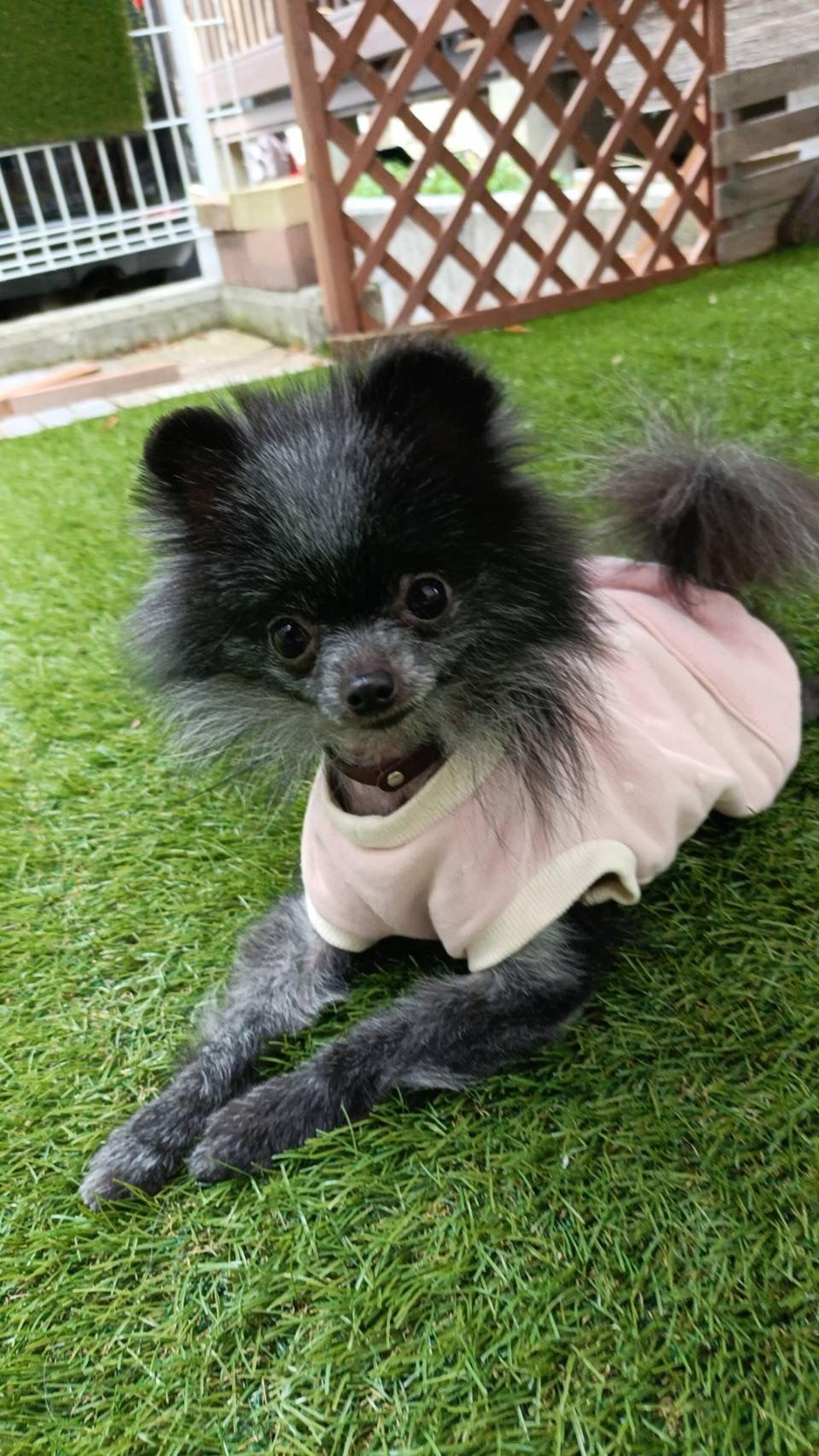pet-image-2