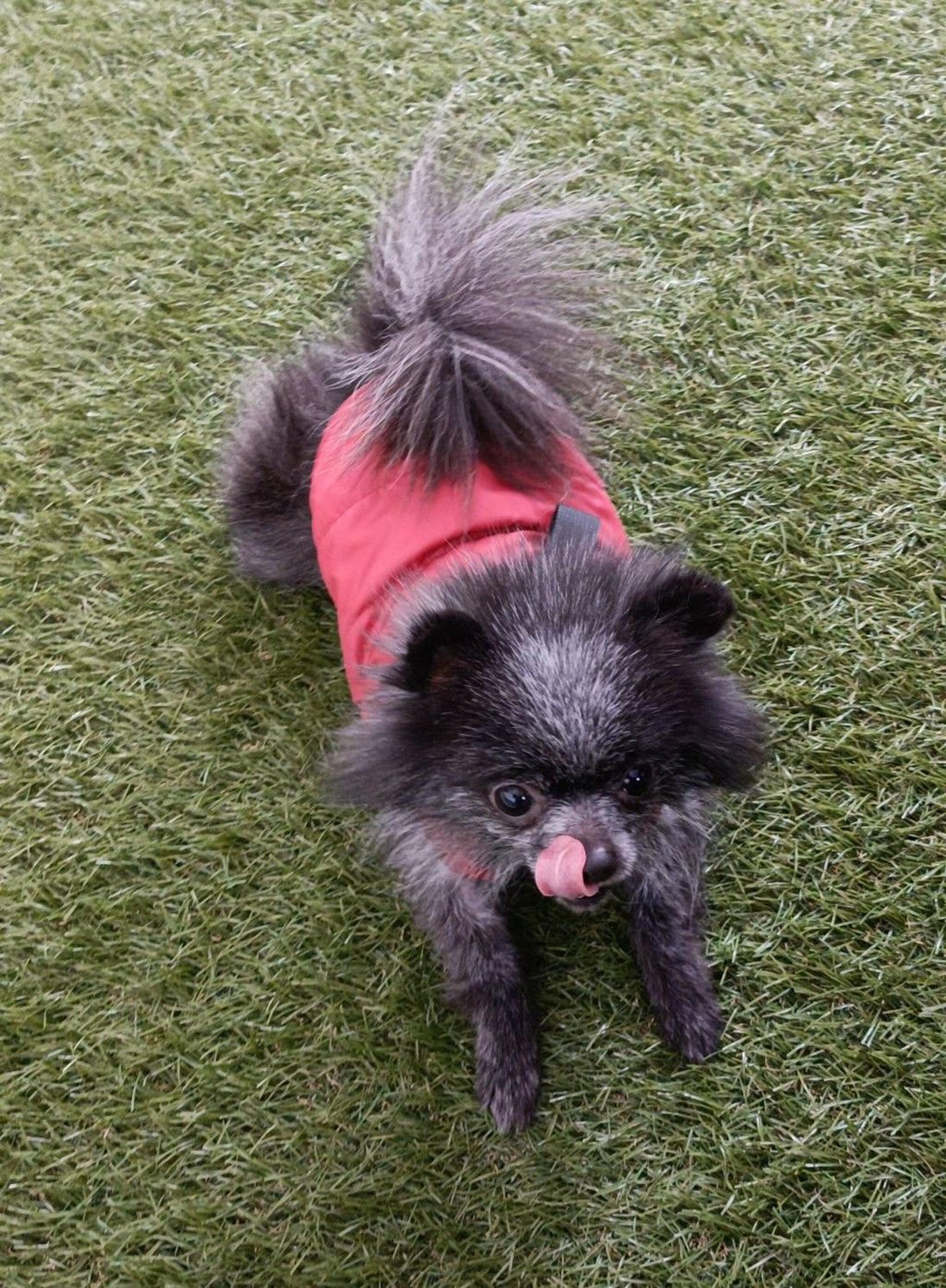 pet-image-3